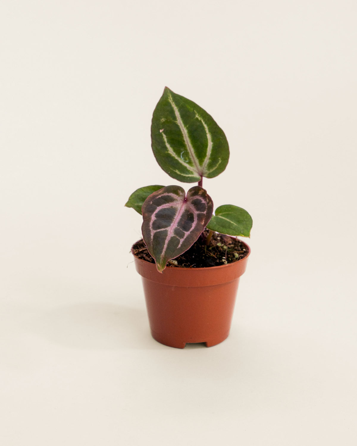 Anthurium Michelangelo