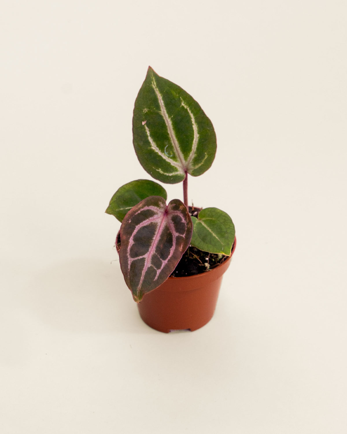 Anthurium Michelangelo