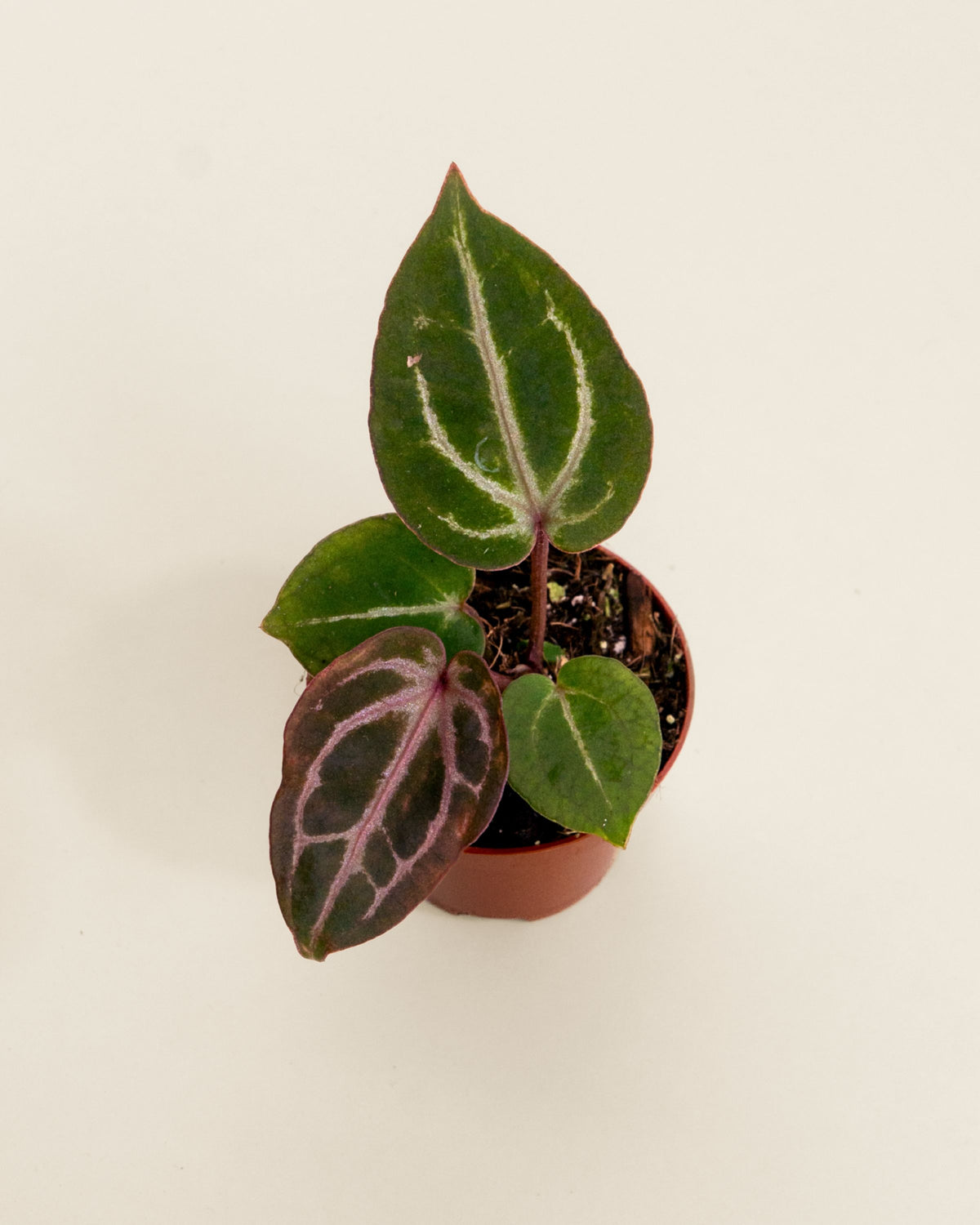 Anthurium Michelangelo