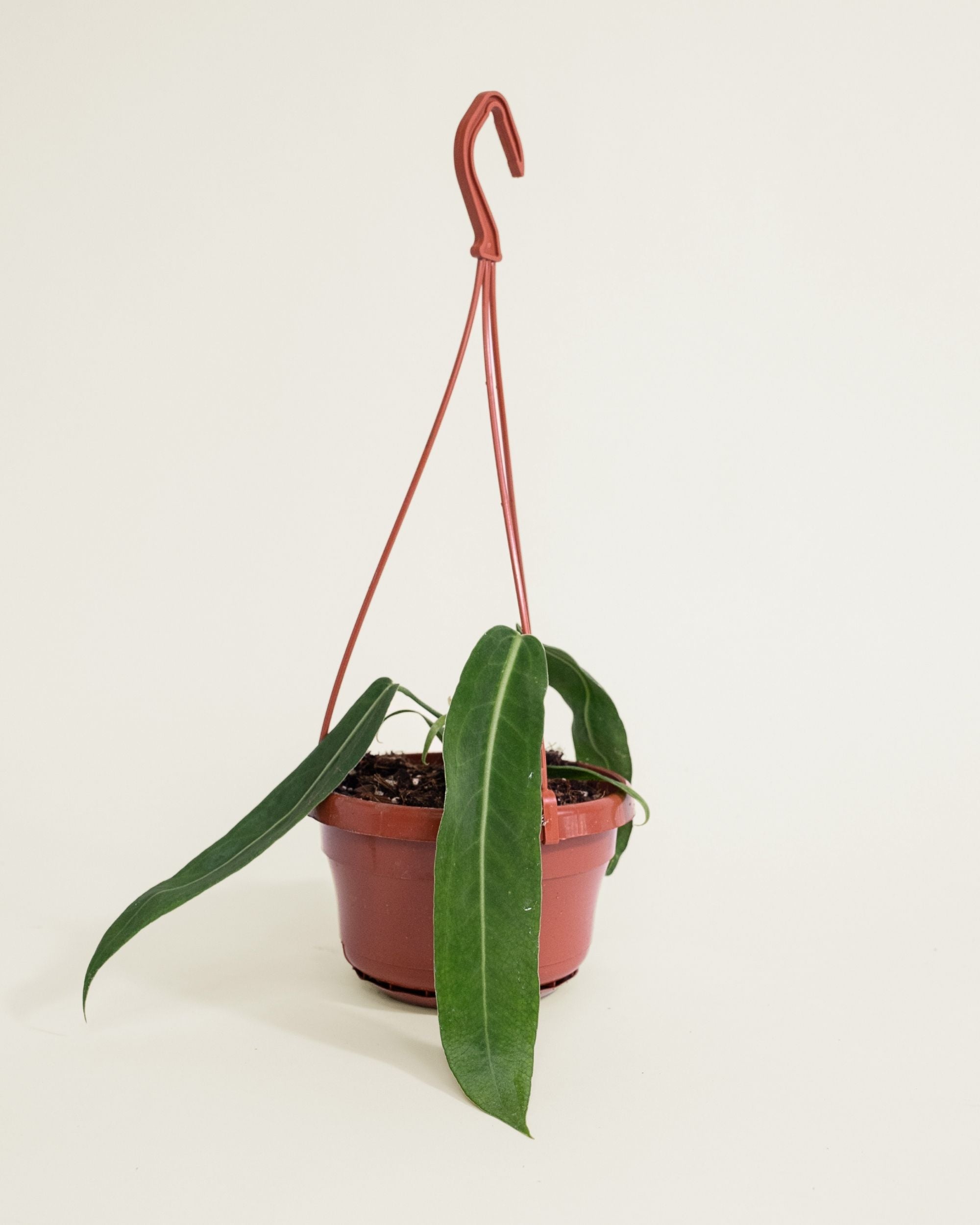 Anthurium Pallidiflorum