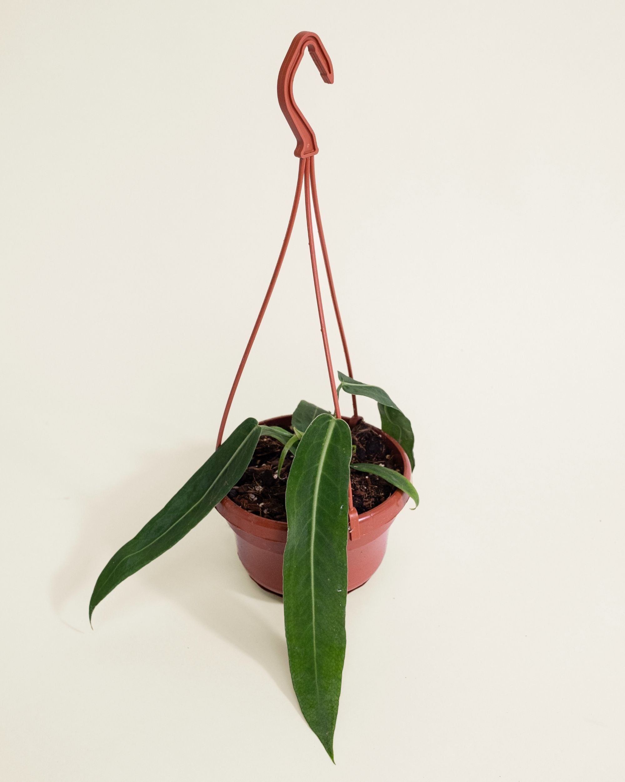 Anthurium Pallidiflorum