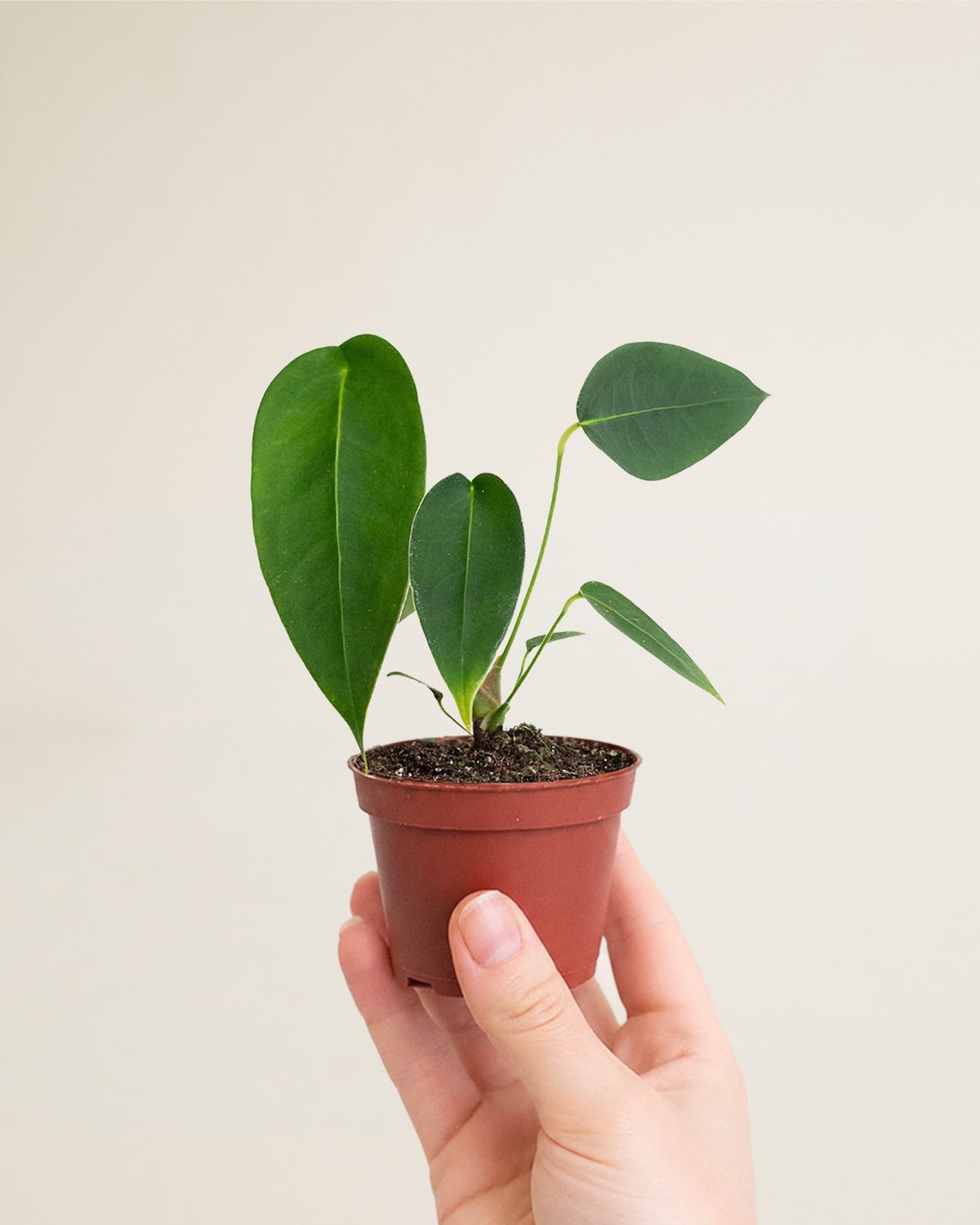 Anthurium Peltigerum