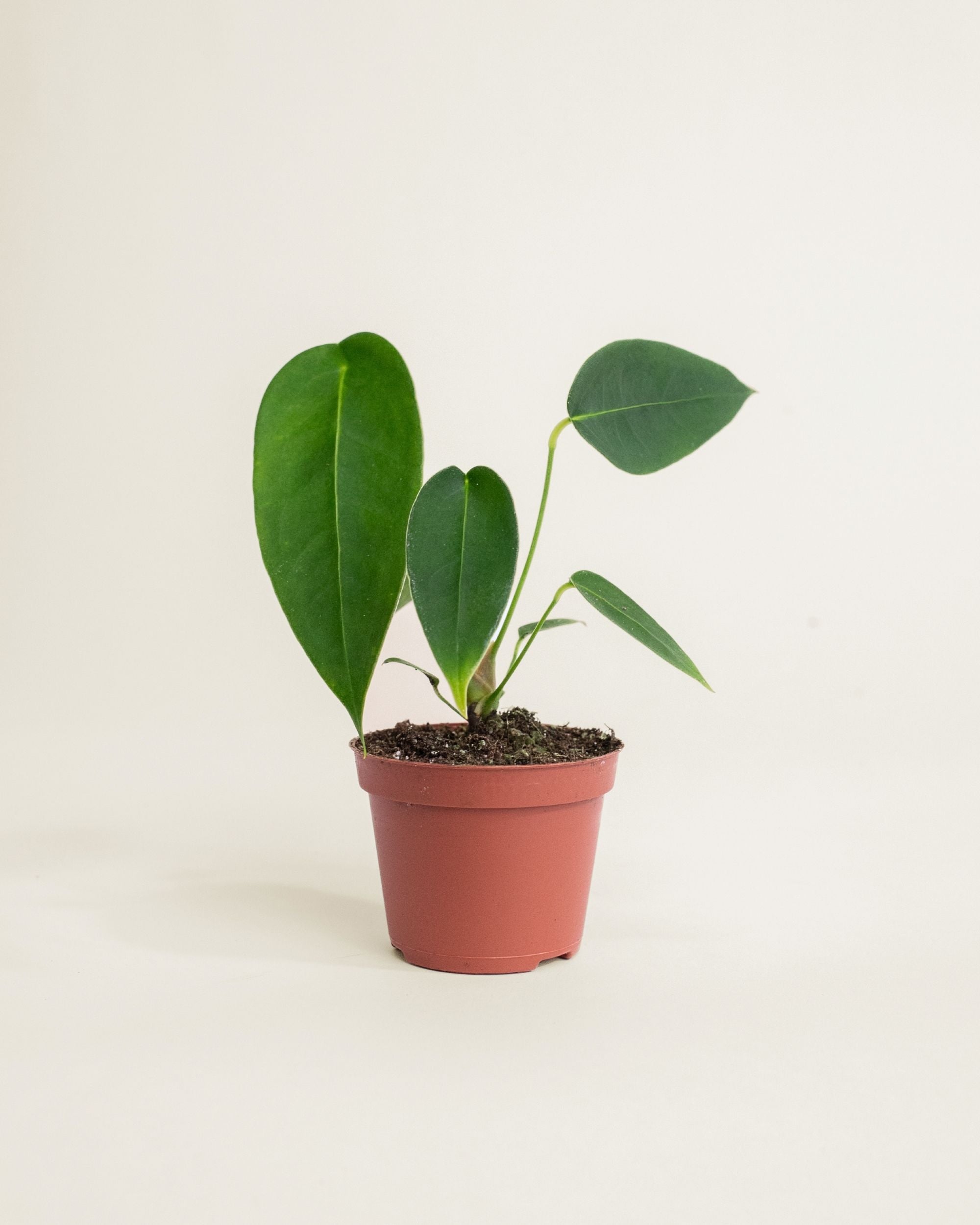 Anthurium Peltigerum