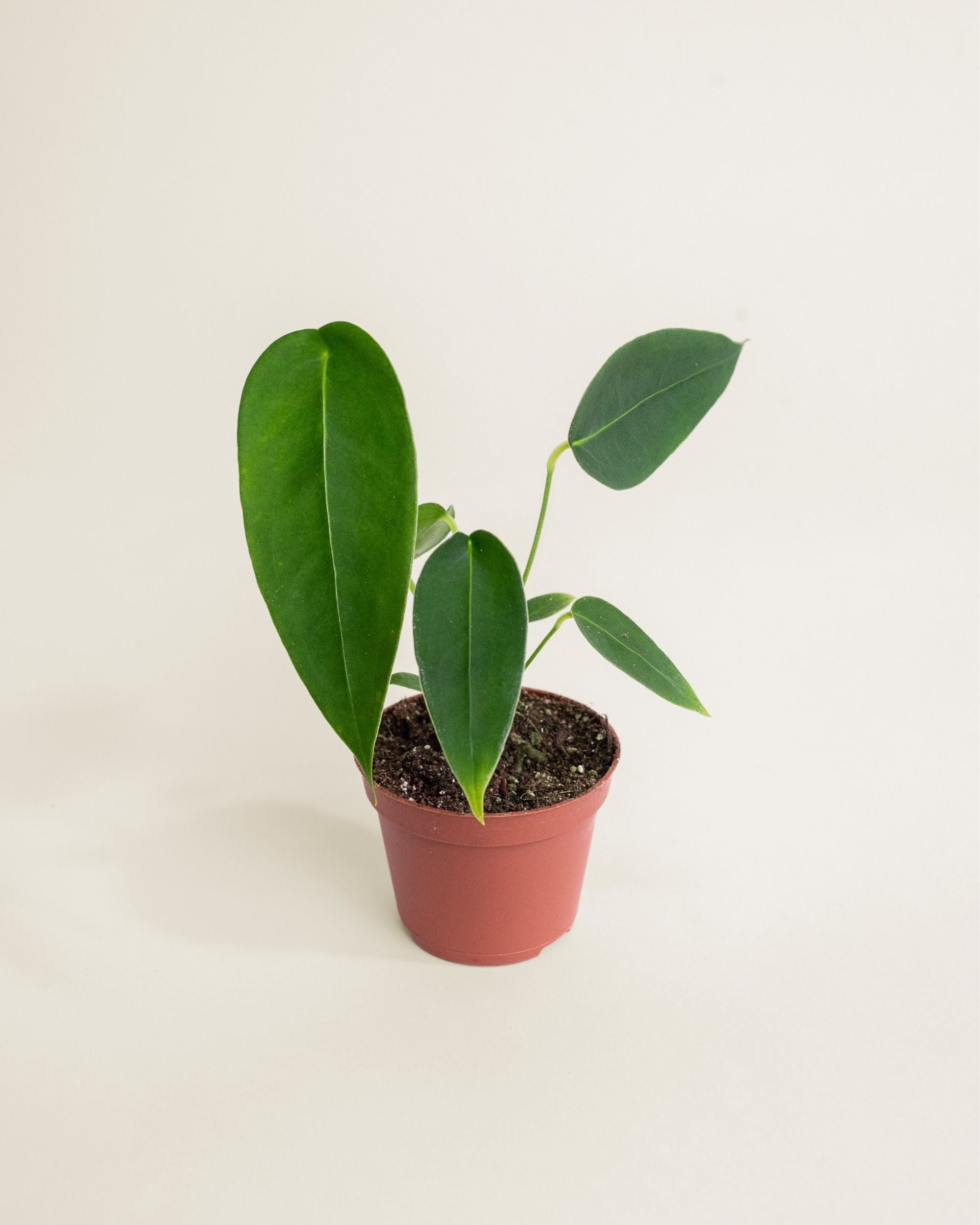 Anthurium Peltigerum