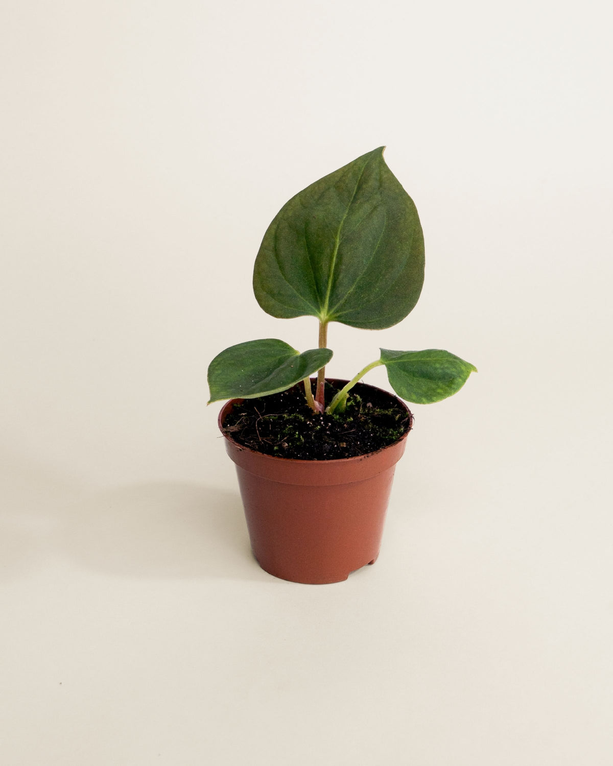 Anthurium Portillae