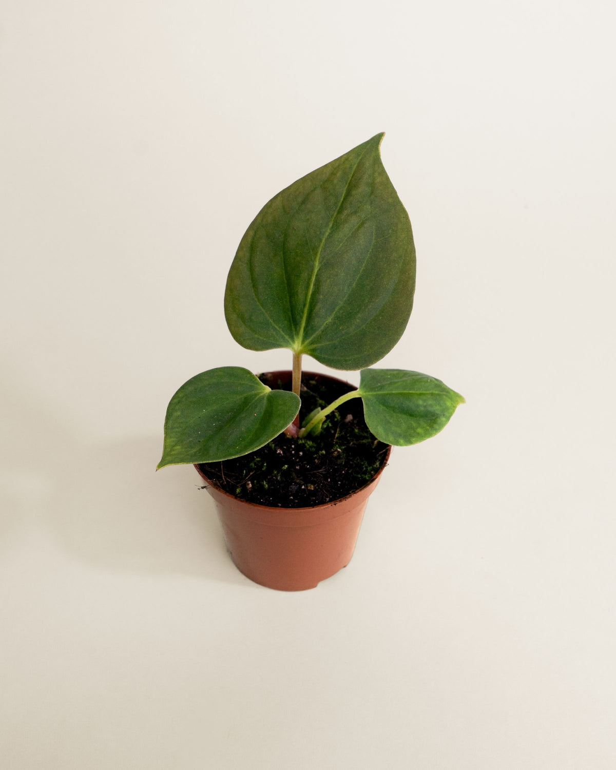 Anthurium Portillae