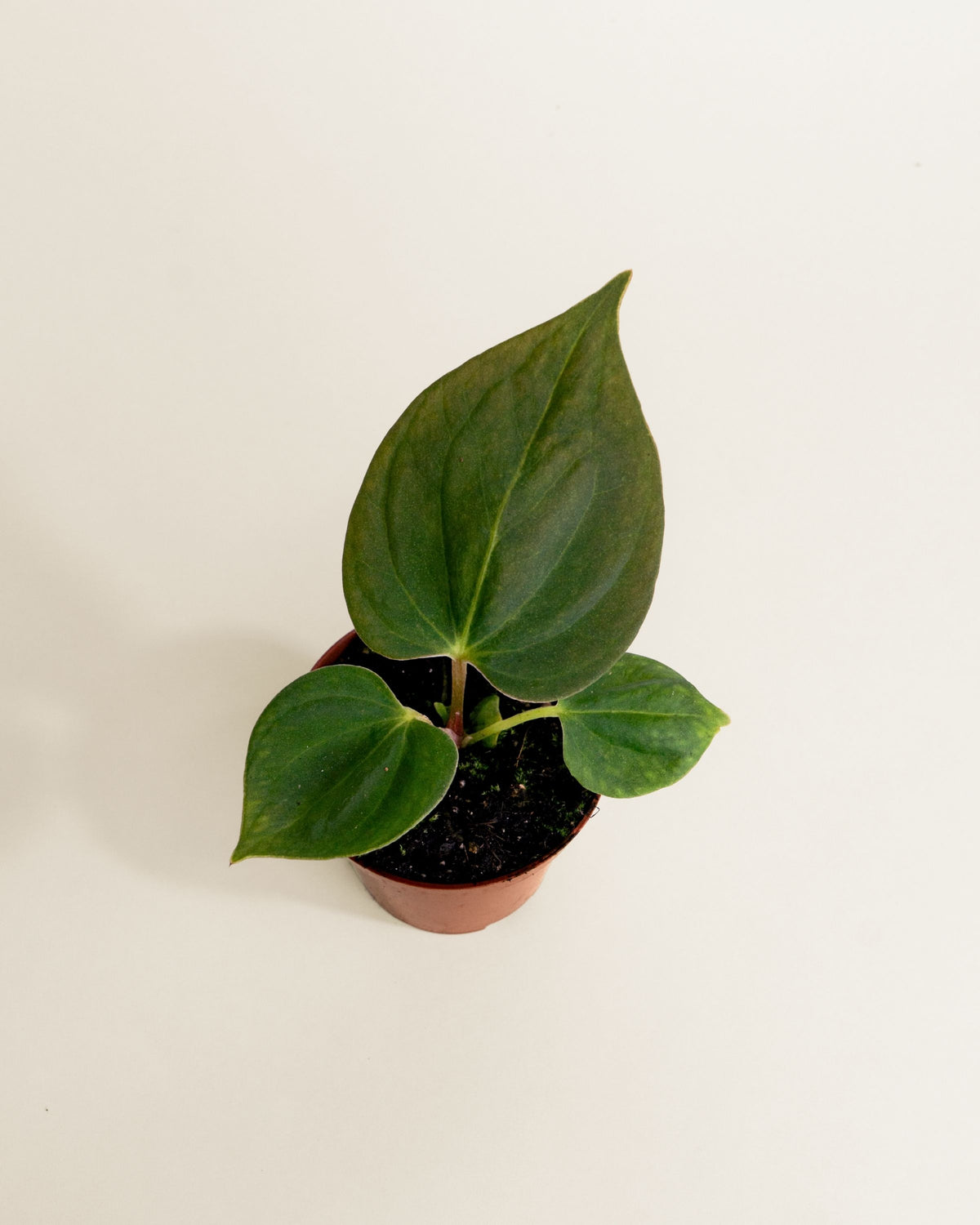 Anthurium Portillae