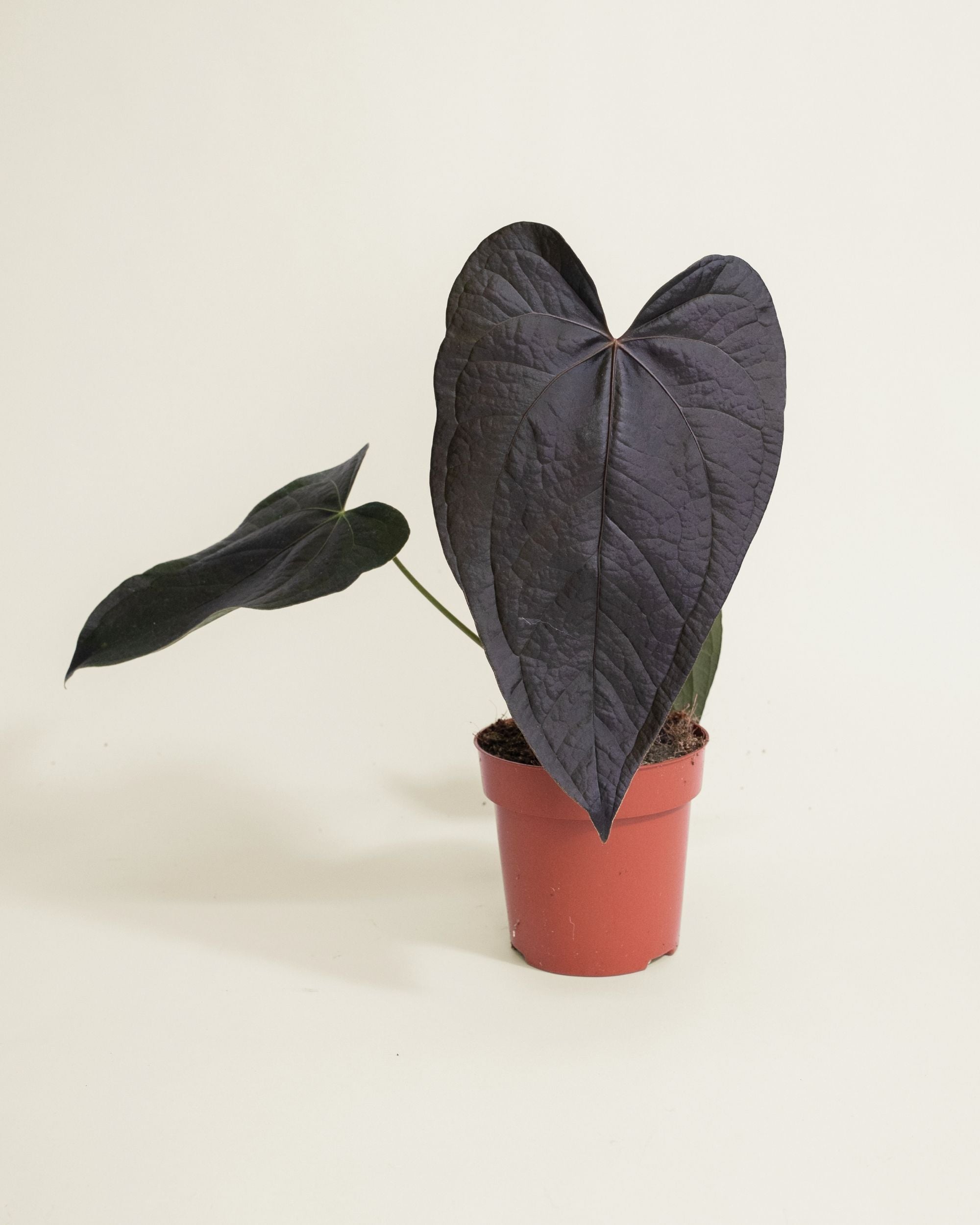 Anthurium Queen of Hearts