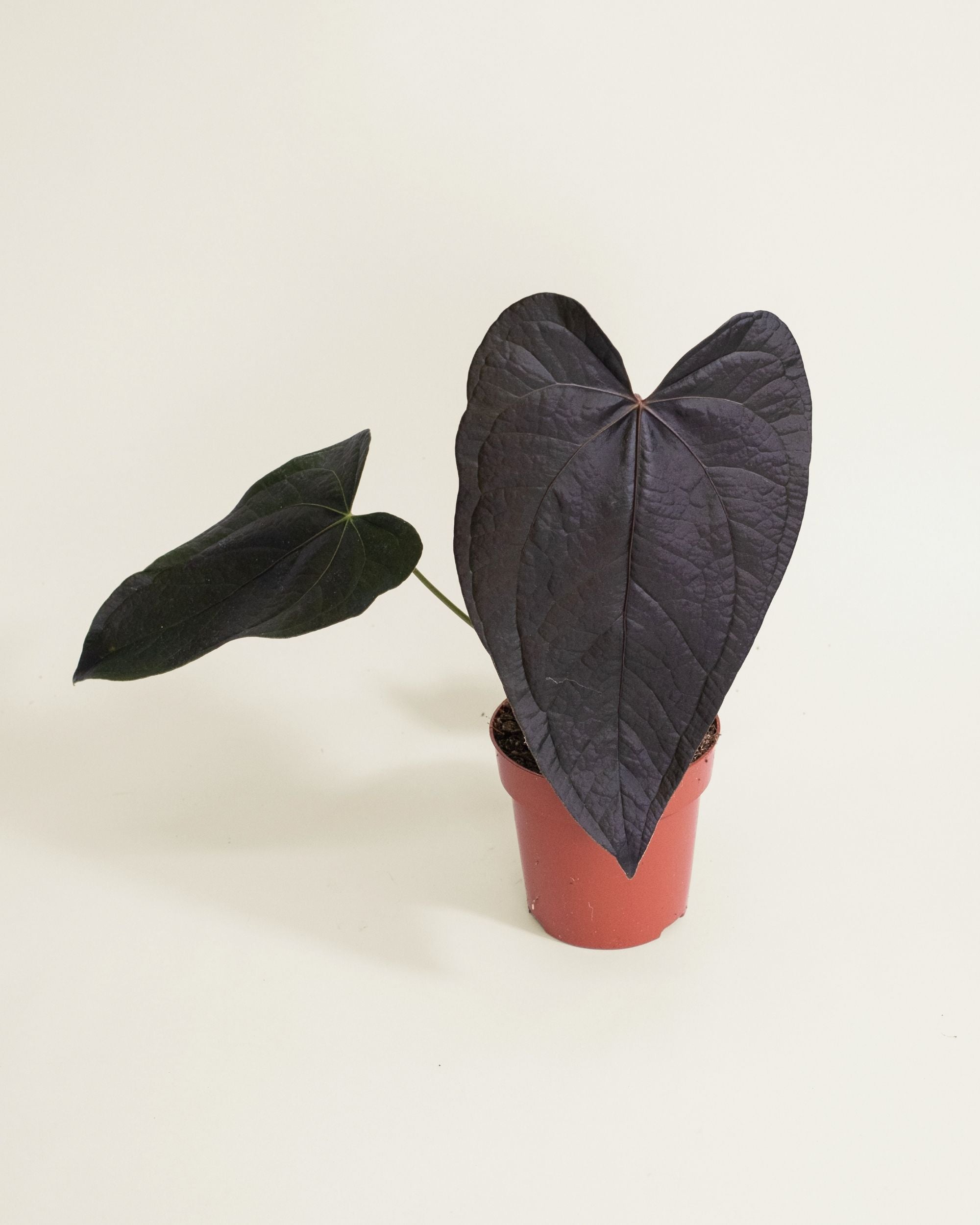 Anthurium Queen of Hearts