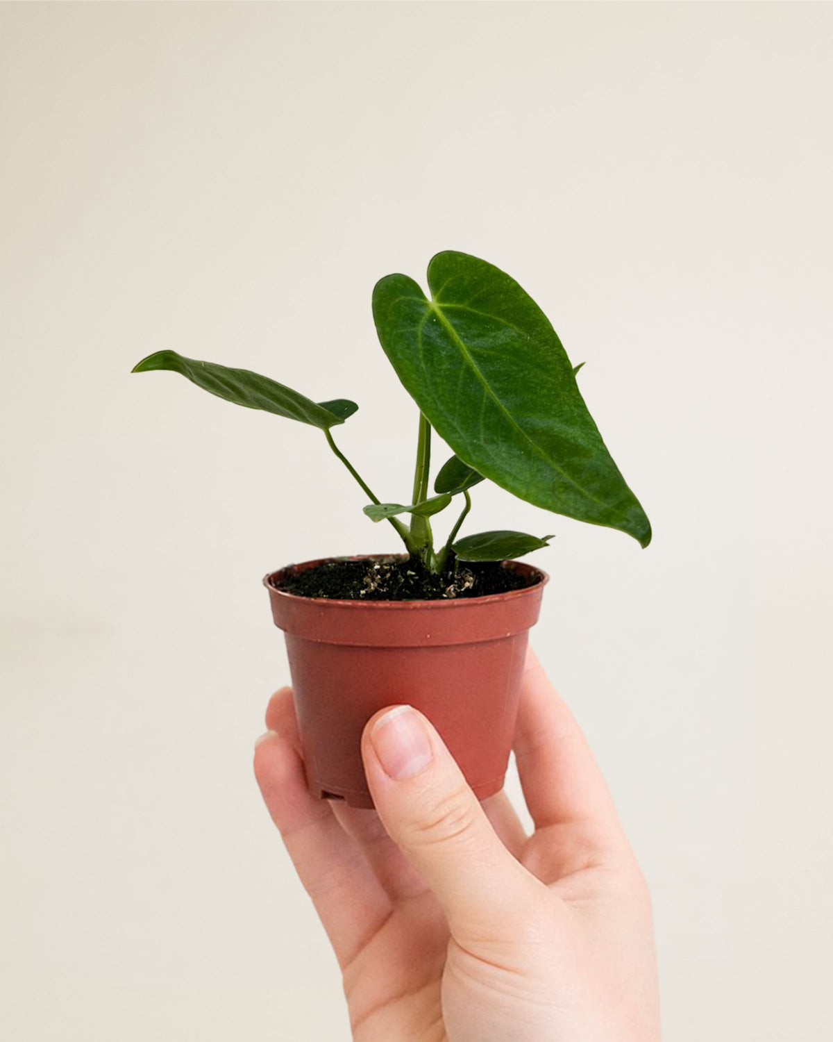 Anthurium Queremalense