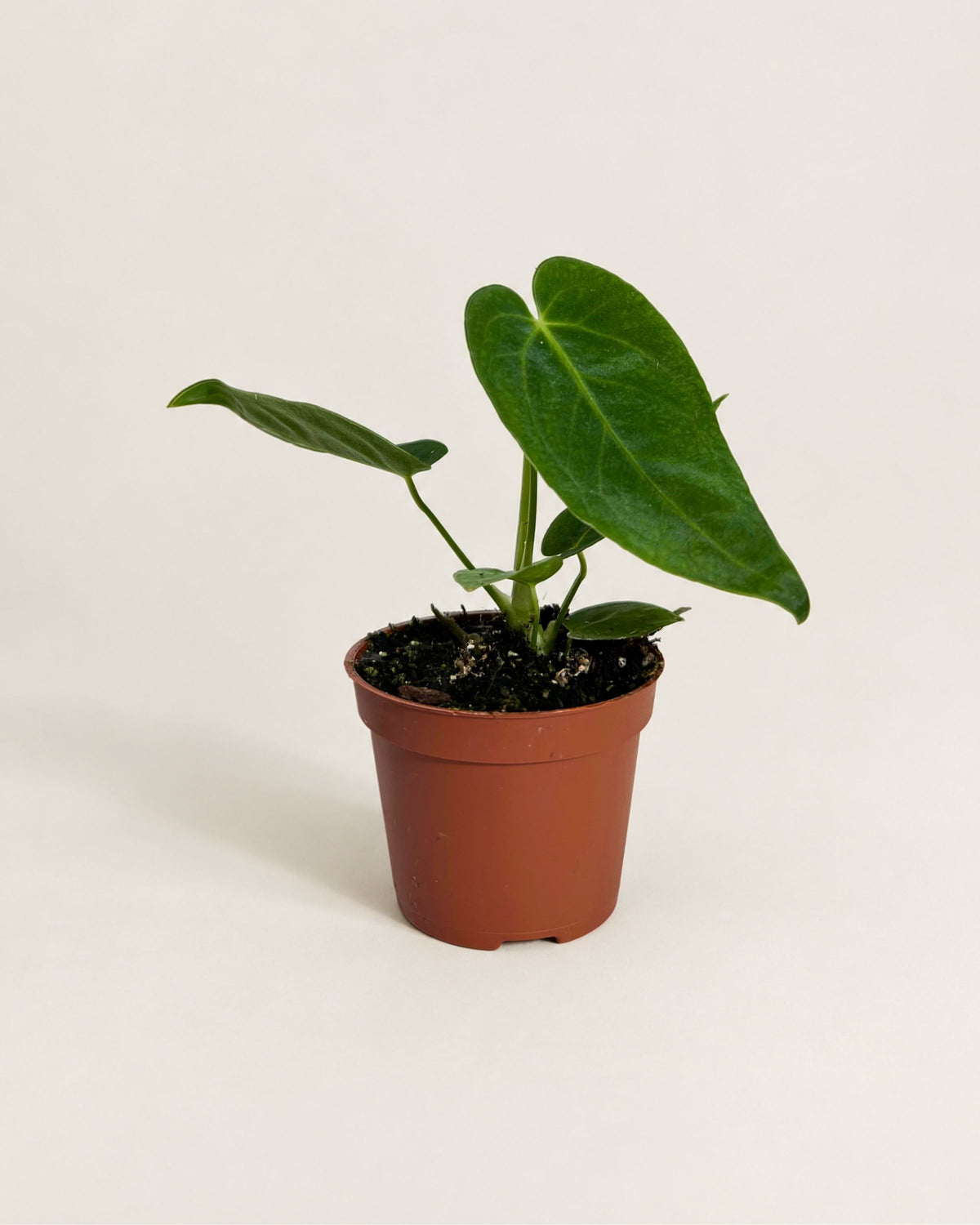 Anthurium Queremalense