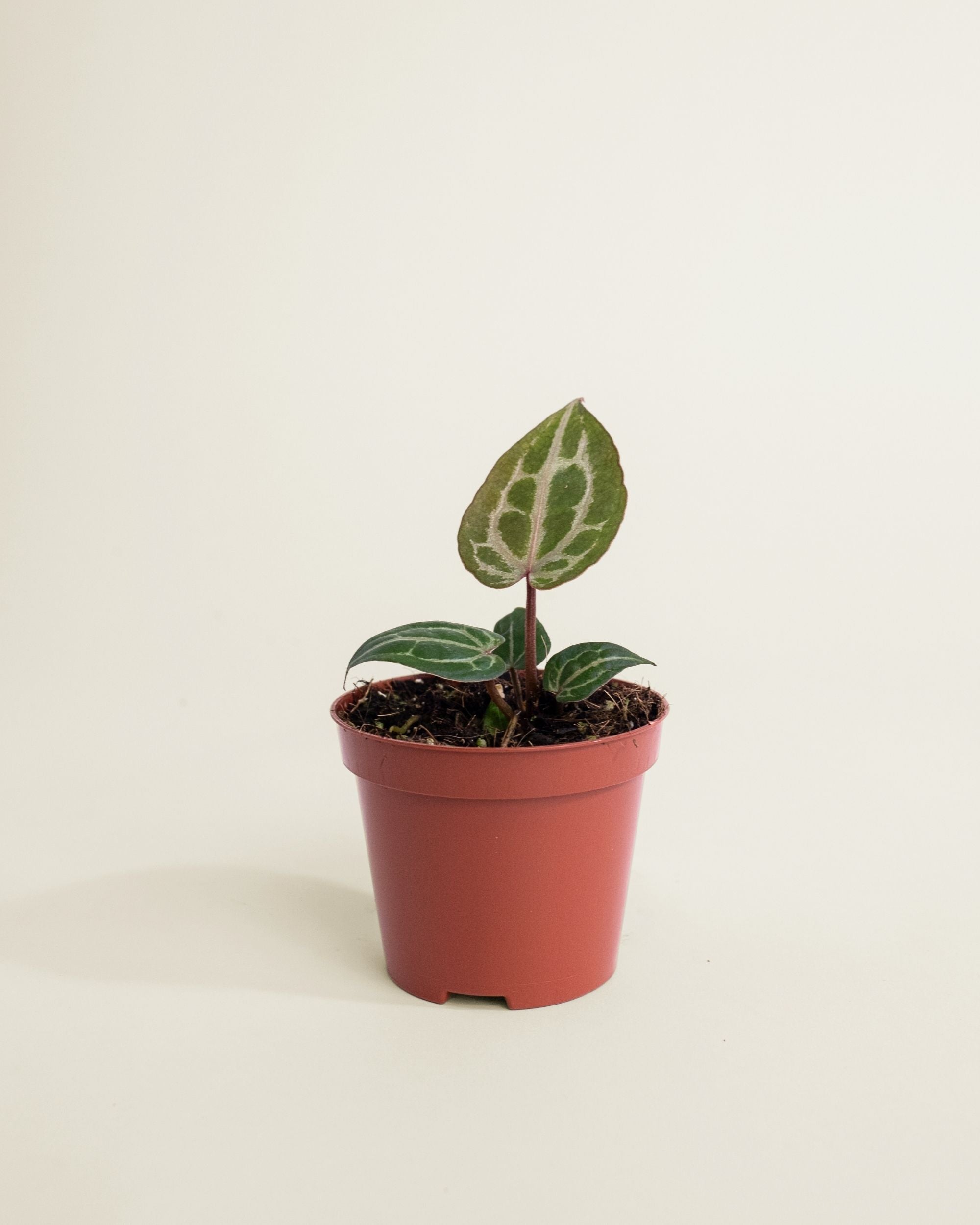 Anthurium Red Crystallinum