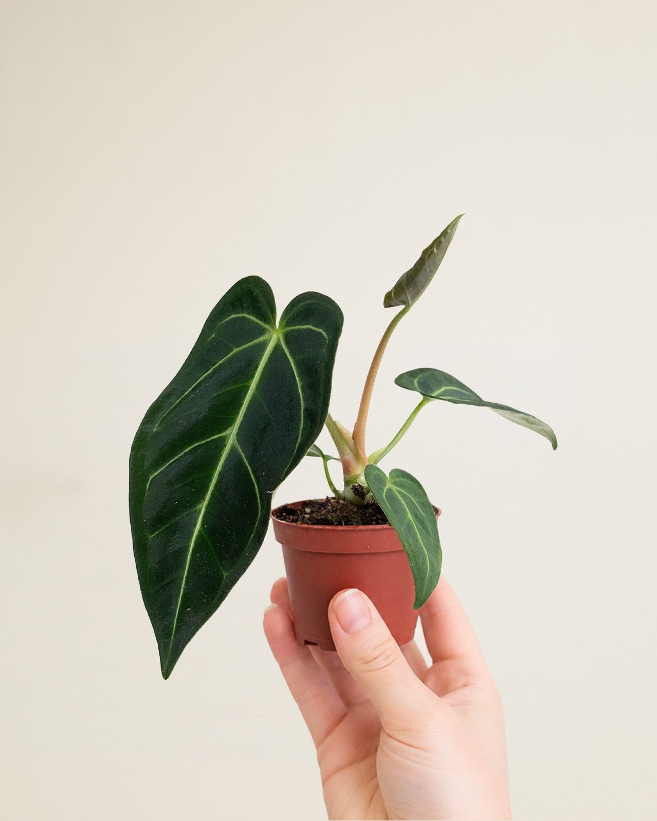 Anthurium Regale