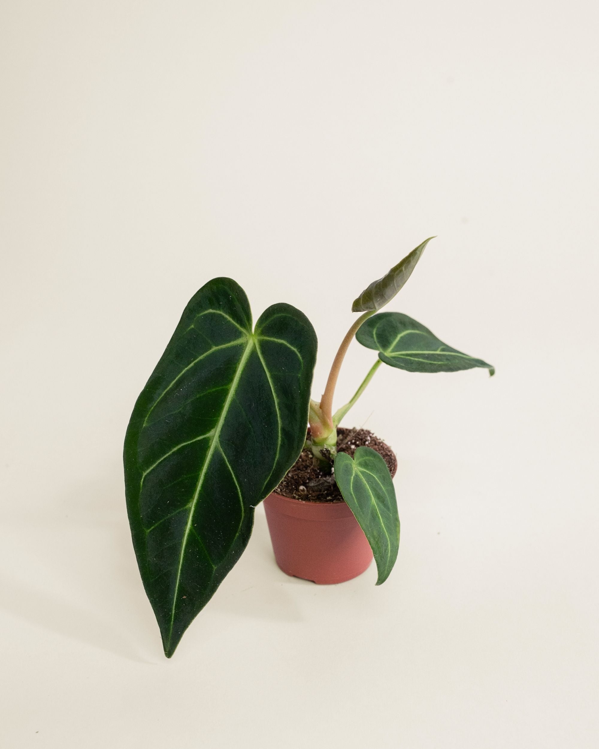 Anthurium Regale