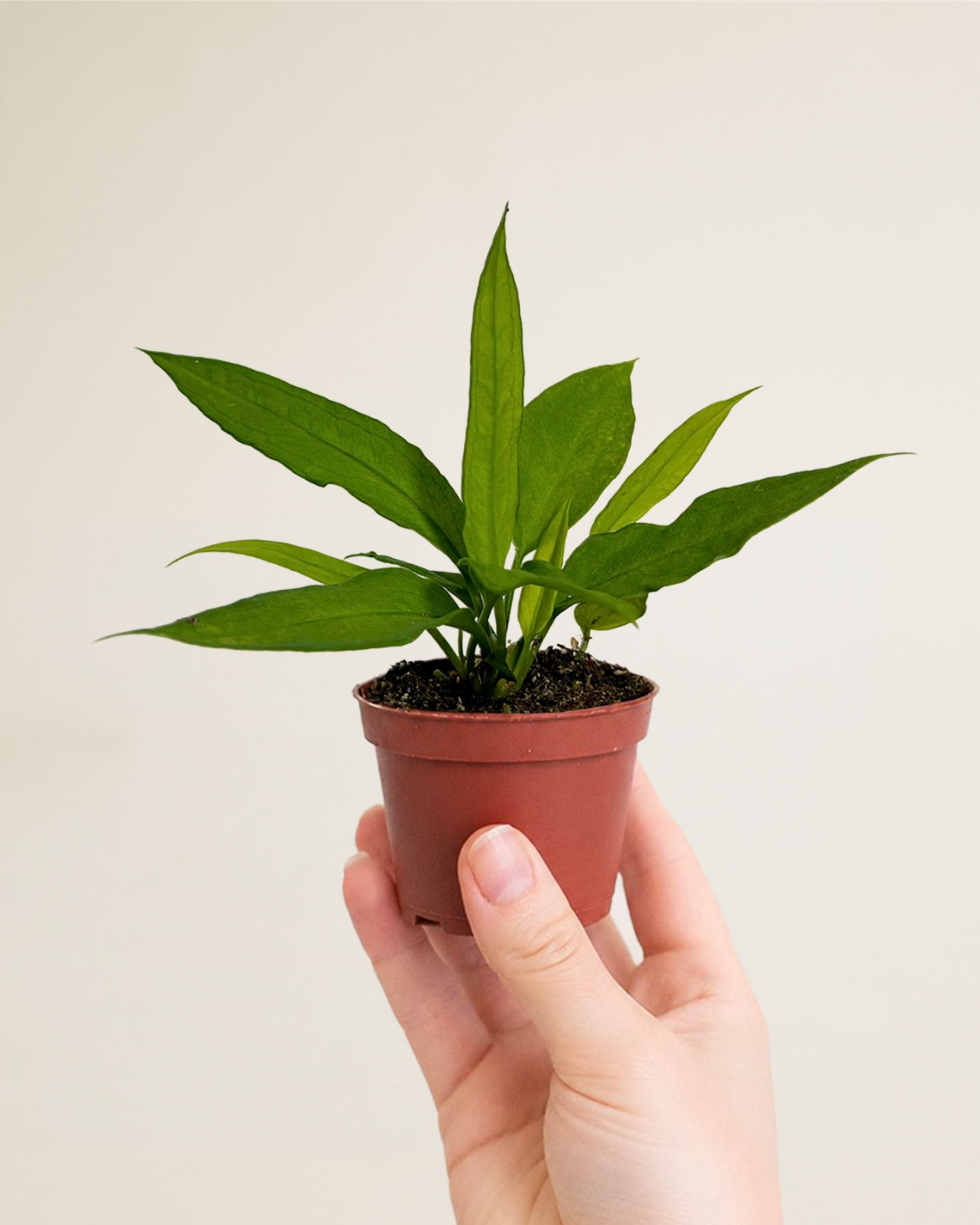 Anthurium Vittarifolium | Rare Anthurium
