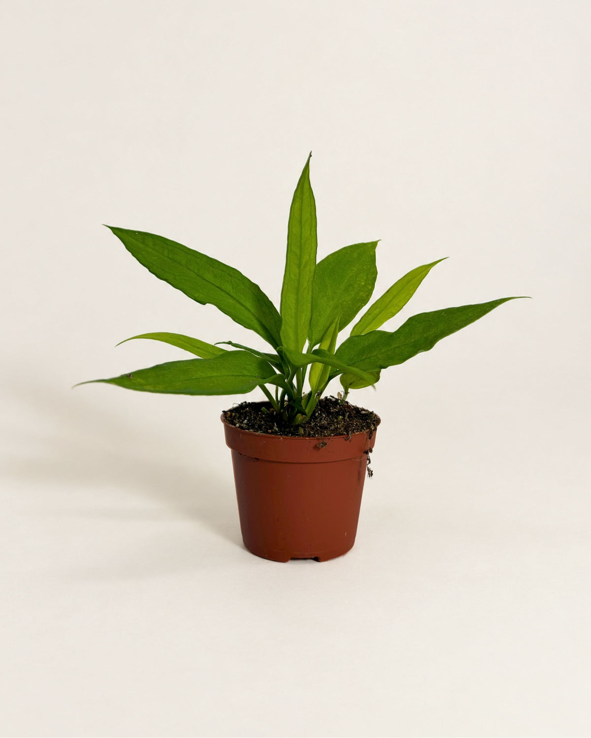 Anthurium Vittarifolium
