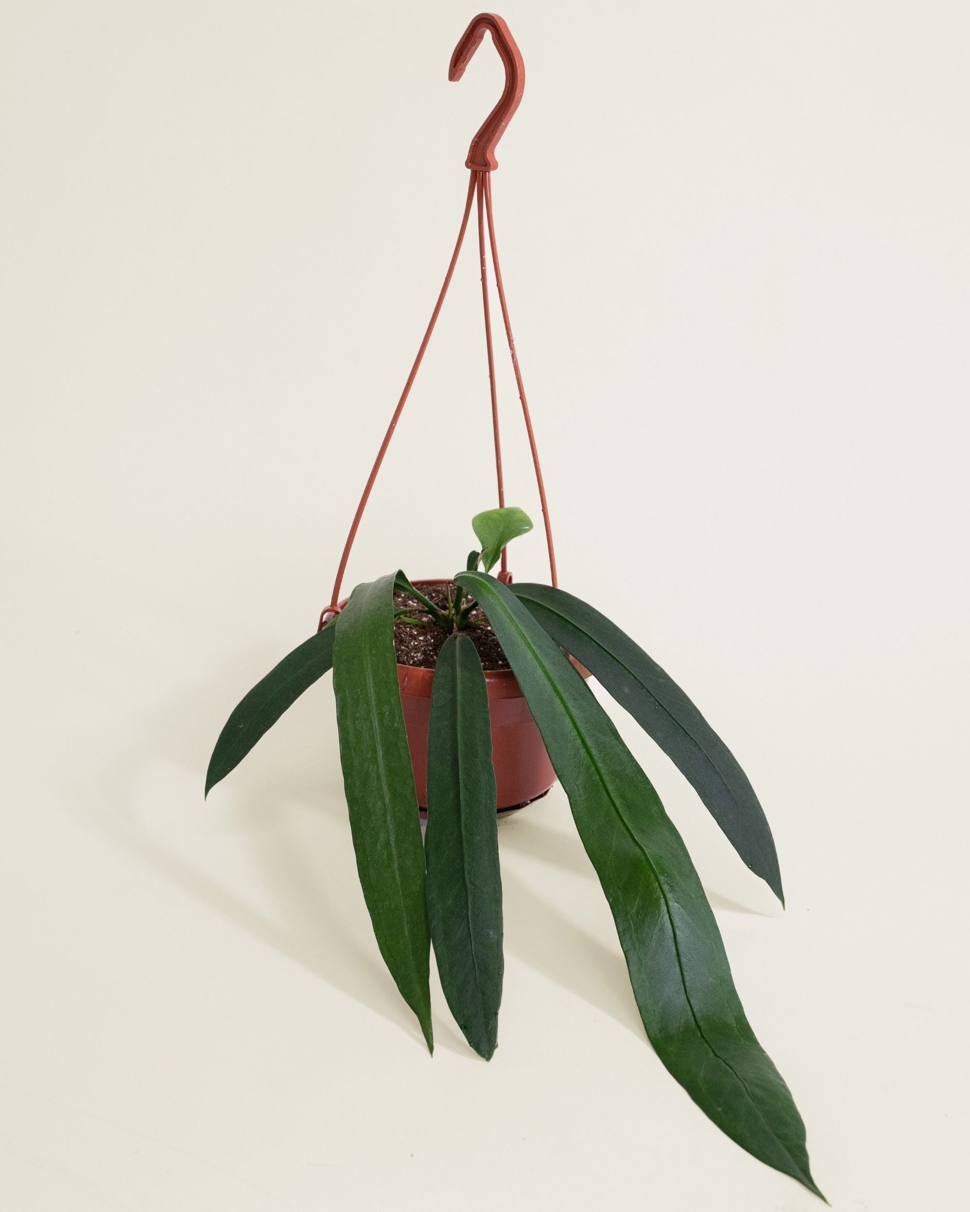 Anthurium Vittarifolium