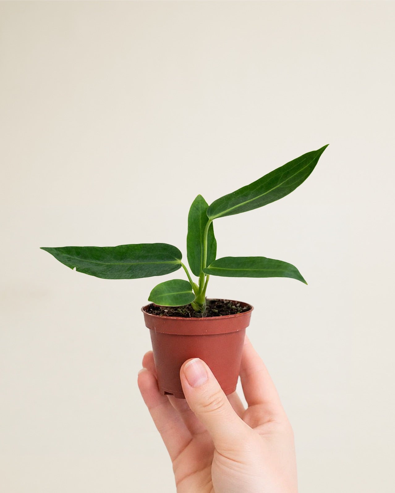 Anthurium Warocqueanum