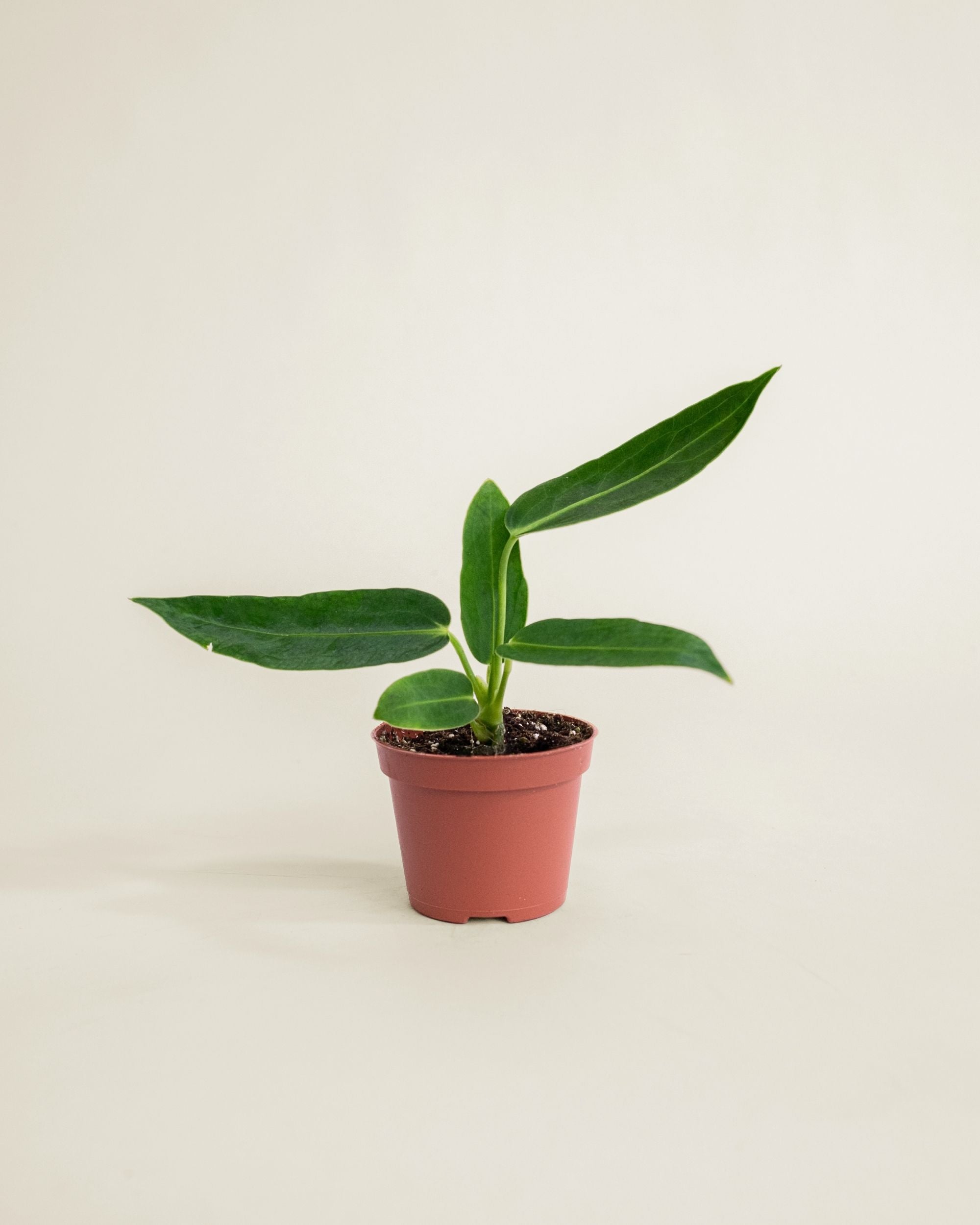 Anthurium Warocqueanum