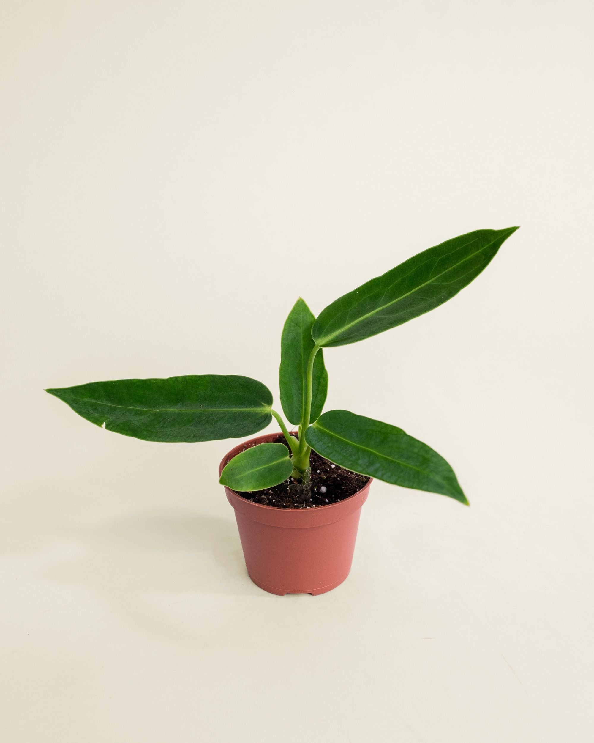 Anthurium Warocqueanum
