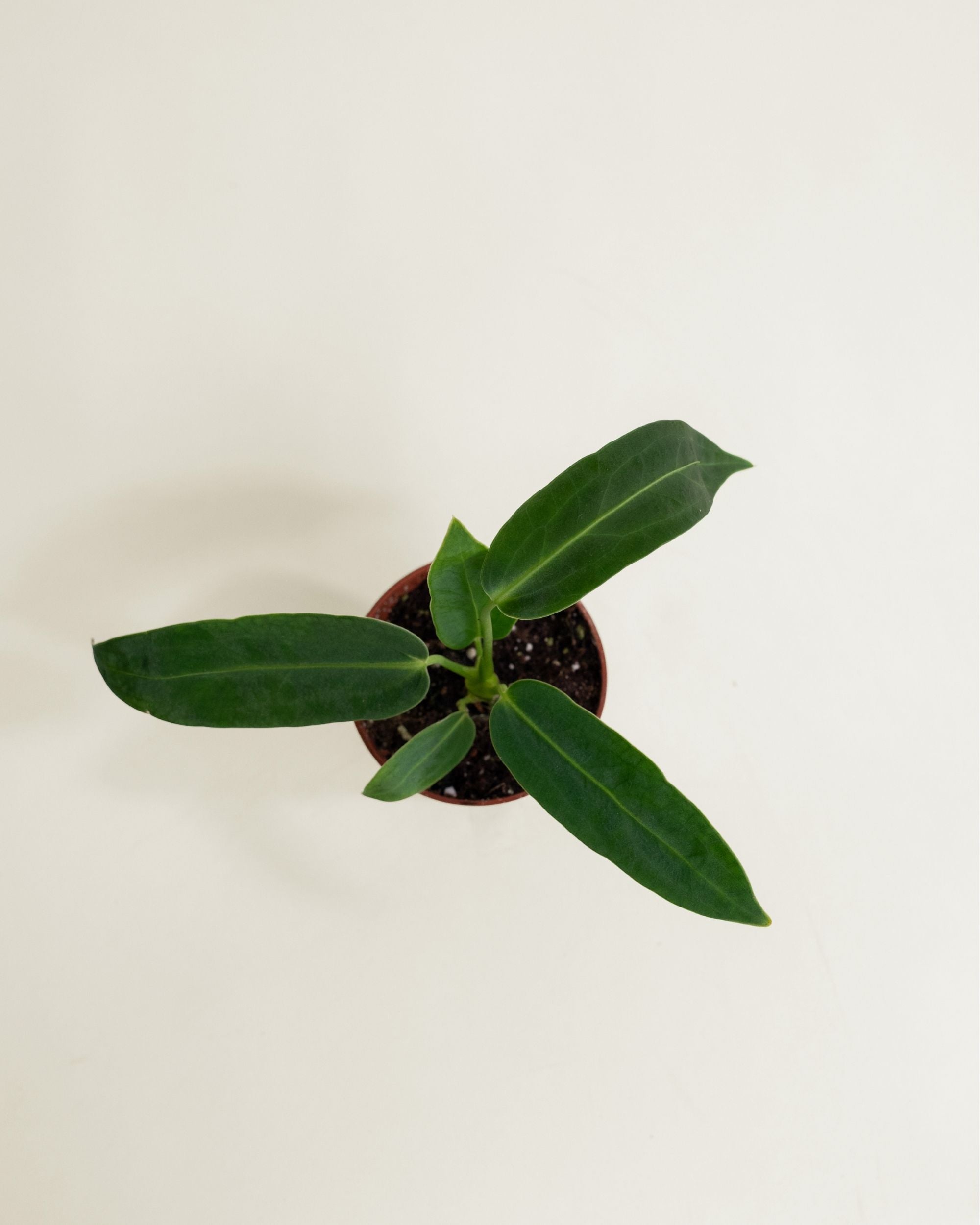 Anthurium Warocqueanum