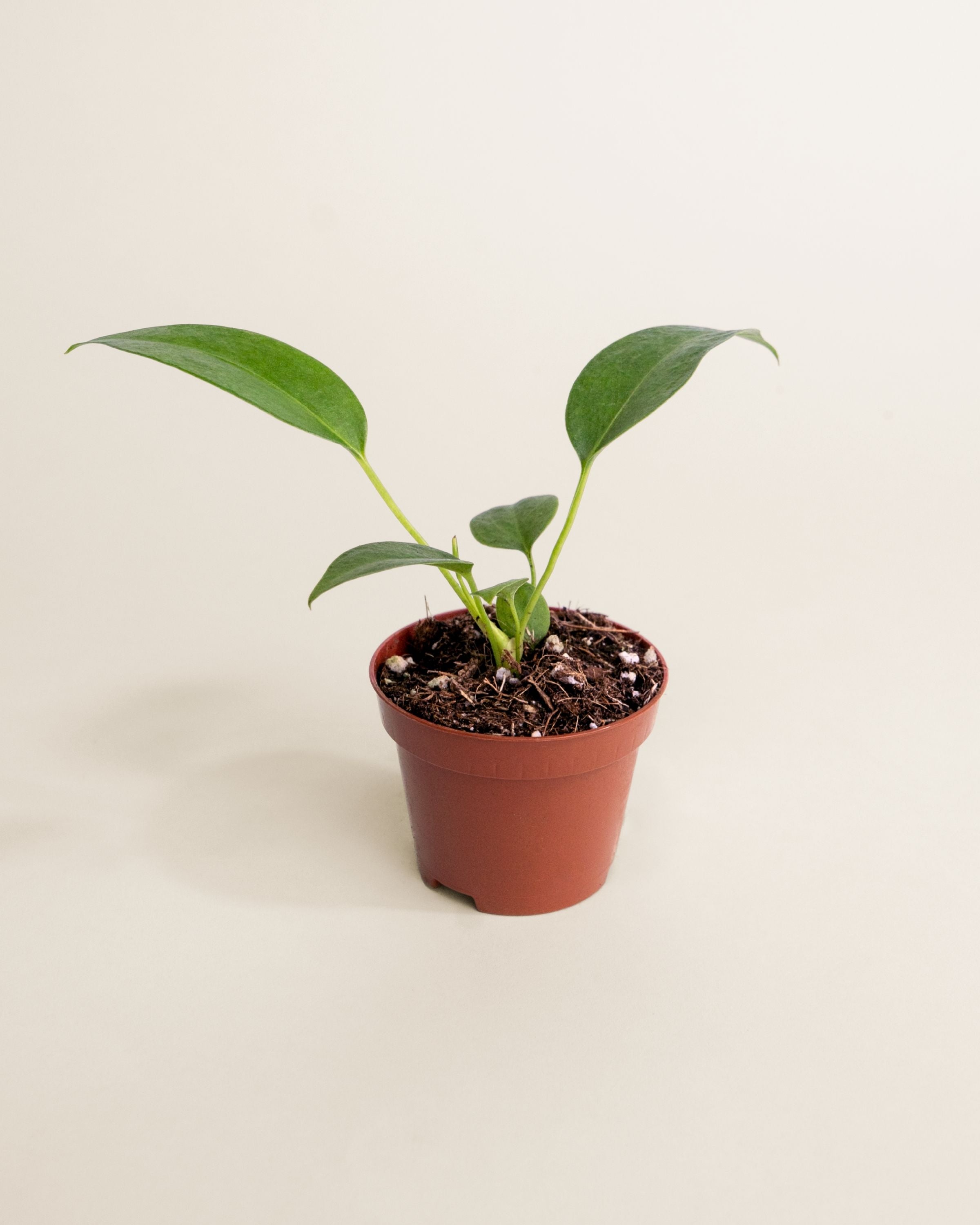 Anthurium Wendlingeri | Rare Anthurium