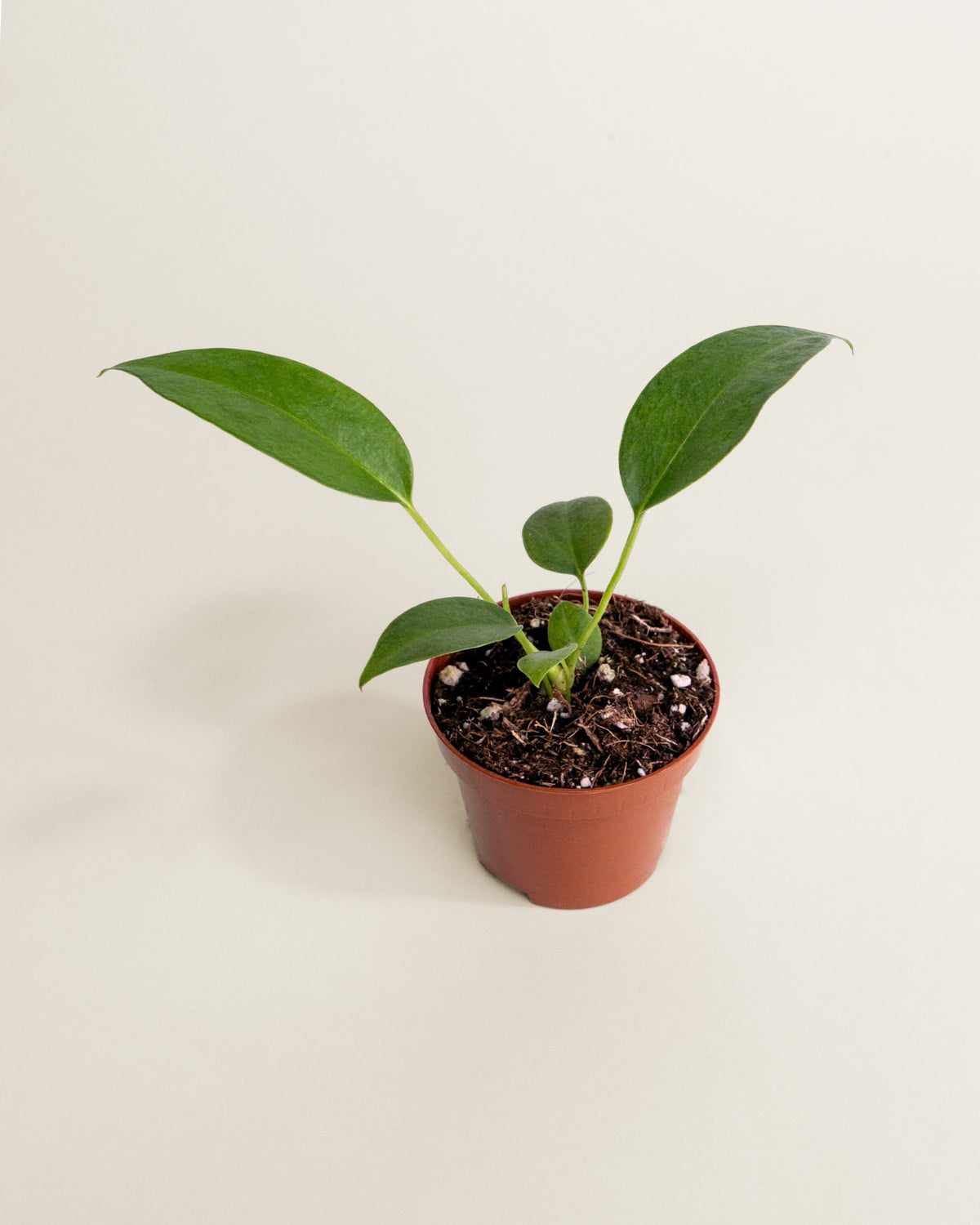 Anthurium Wendlingeri