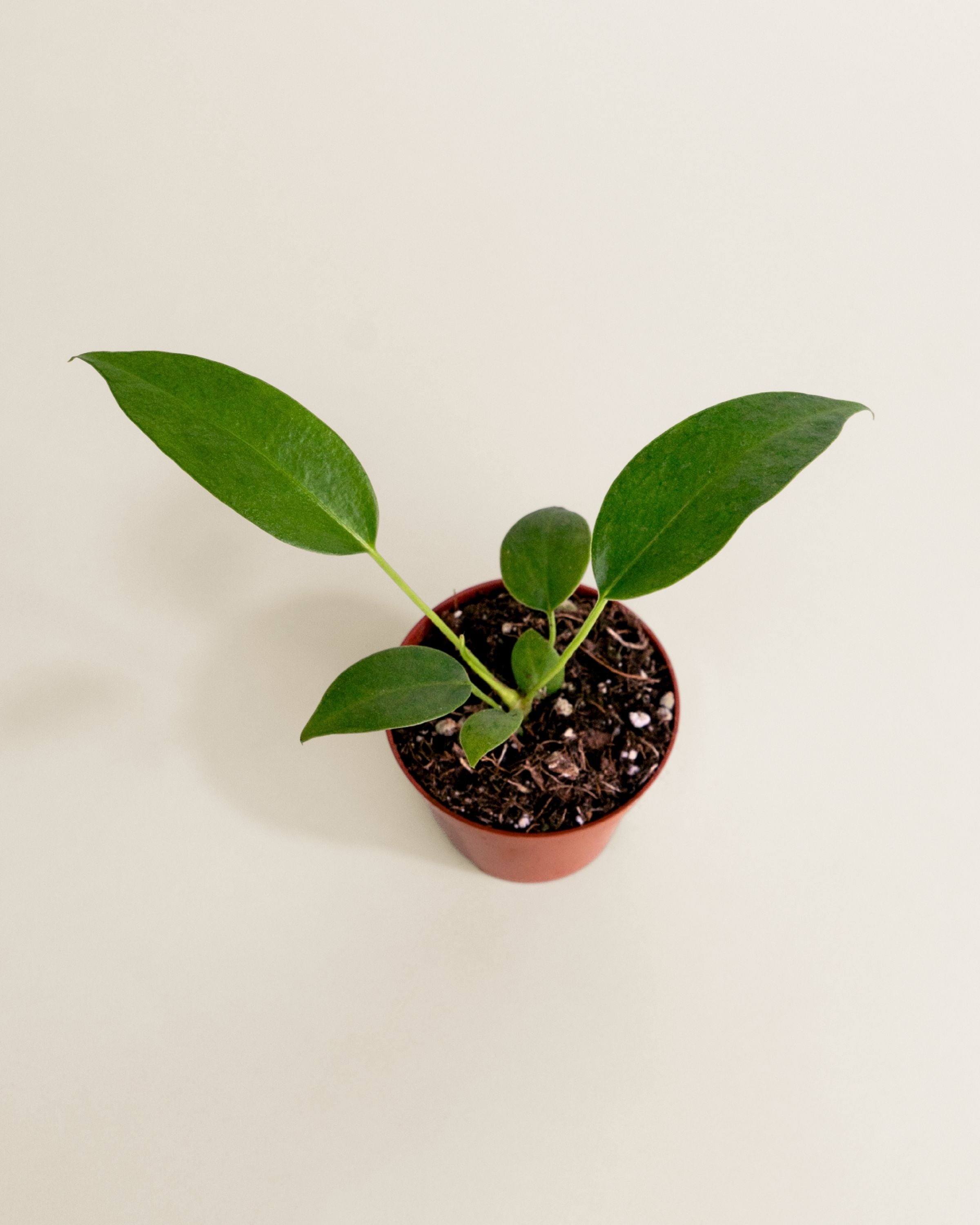Anthurium Wendlingeri | Rare Anthurium