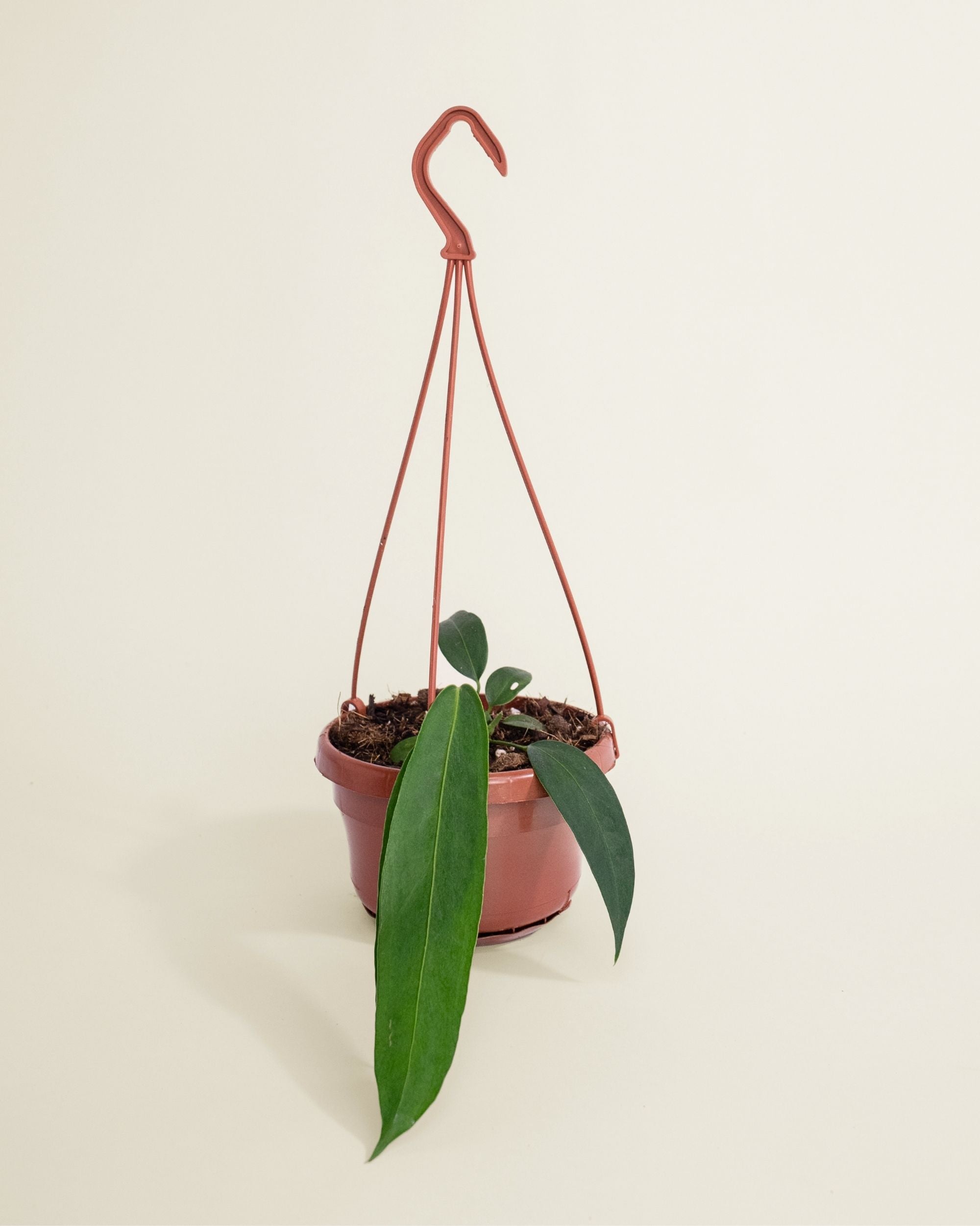 Anthurium Wendlingeri