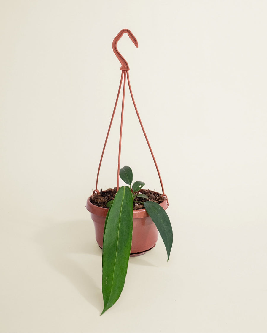 Anthurium Wendlingeri