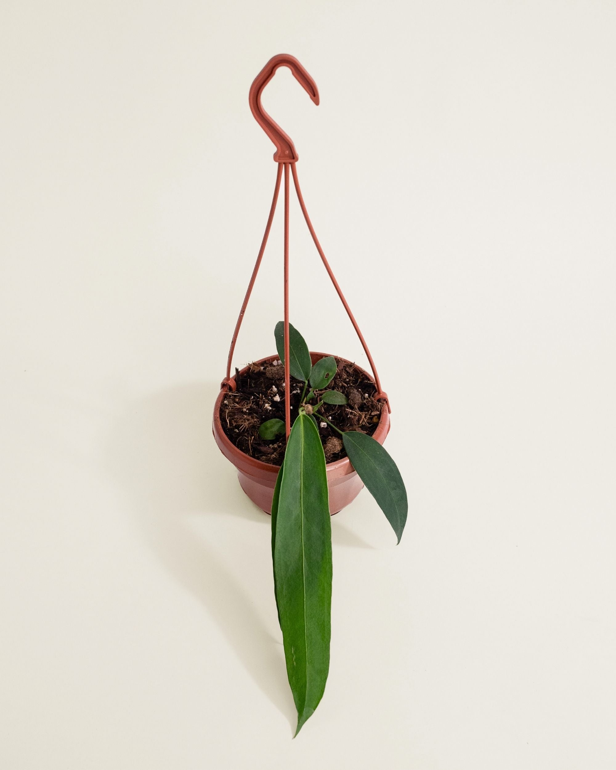 Anthurium Wendlingeri
