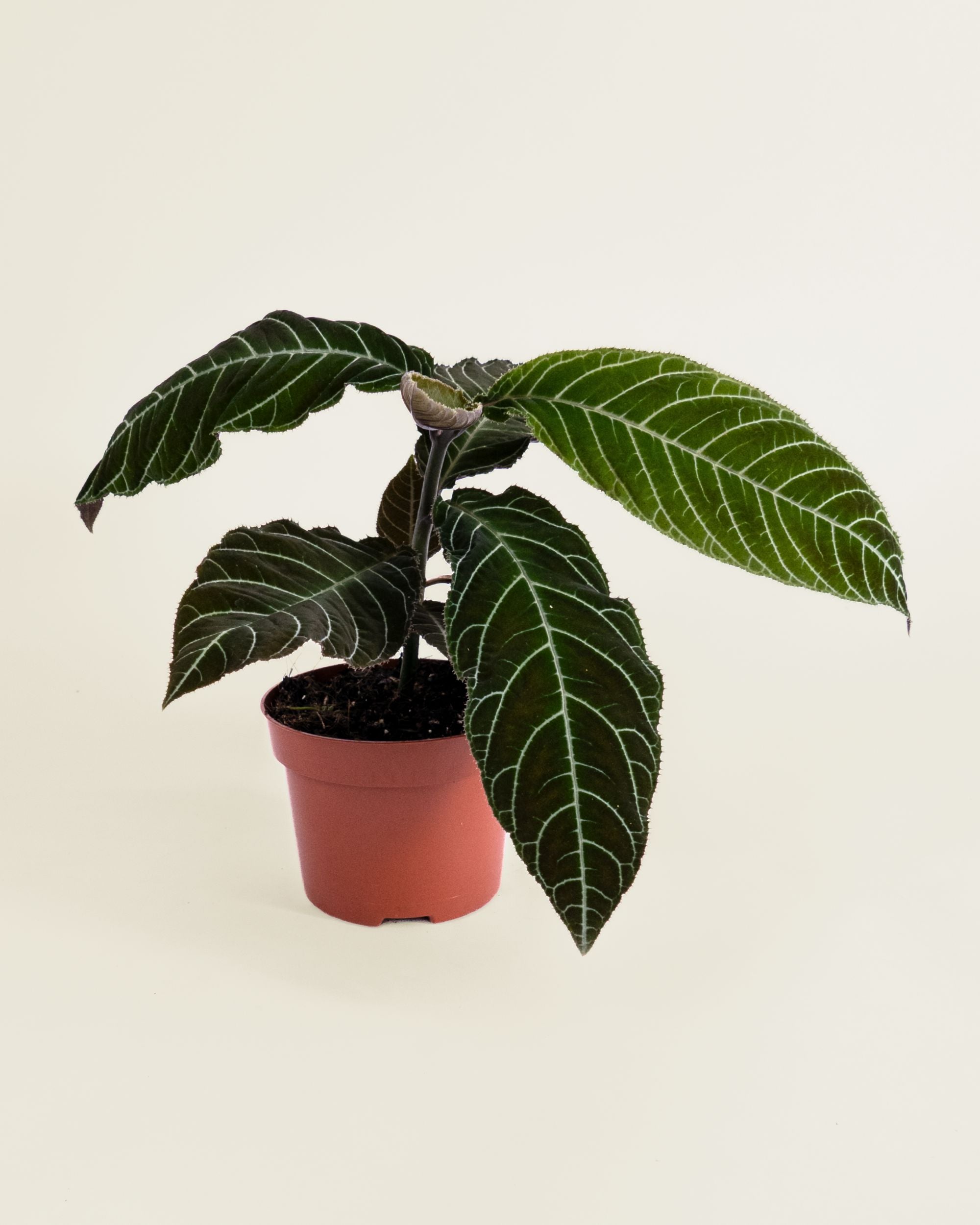 Ardisia Gigantifolia