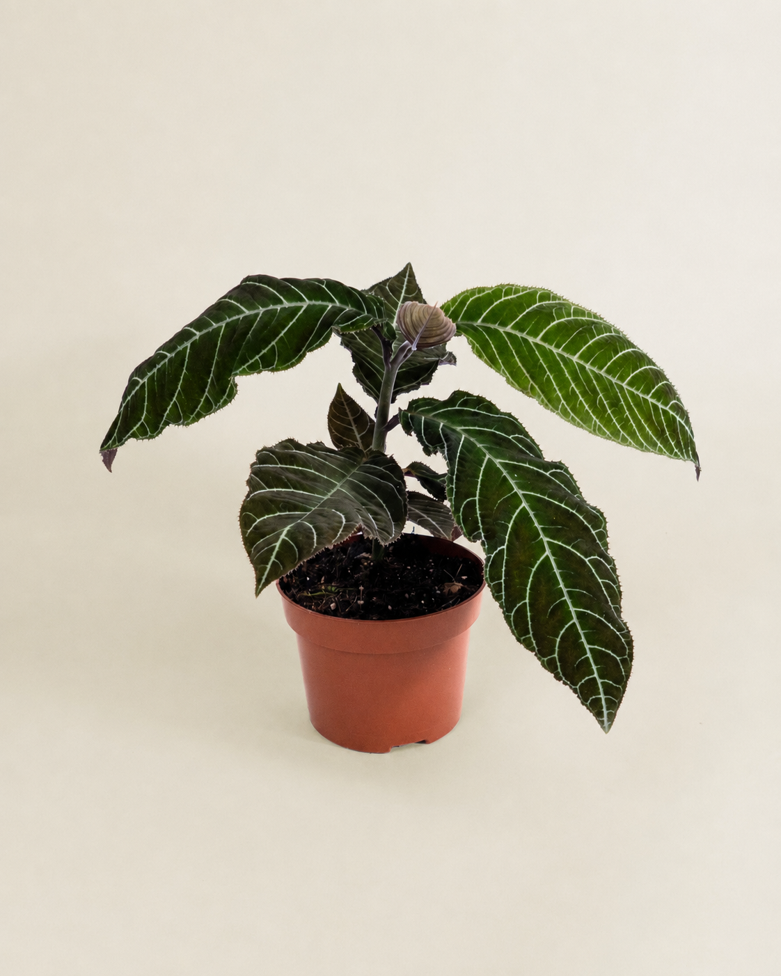 Ardisia Gigantifolia