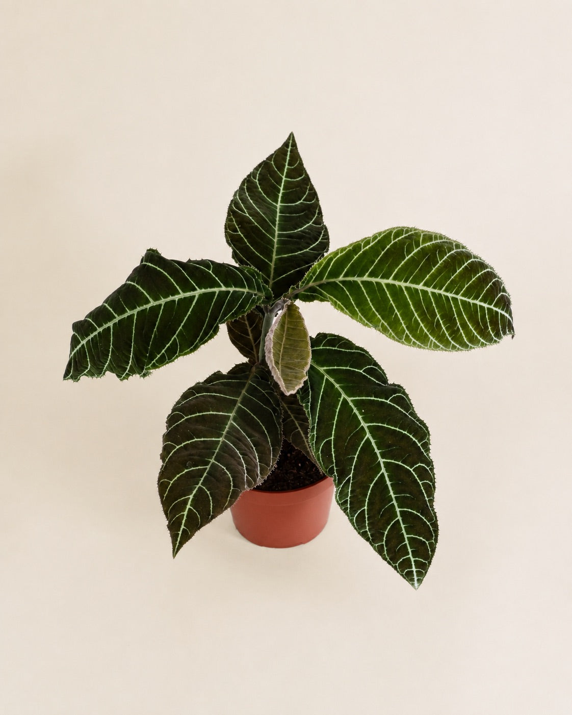 Ardisia Gigantifolia