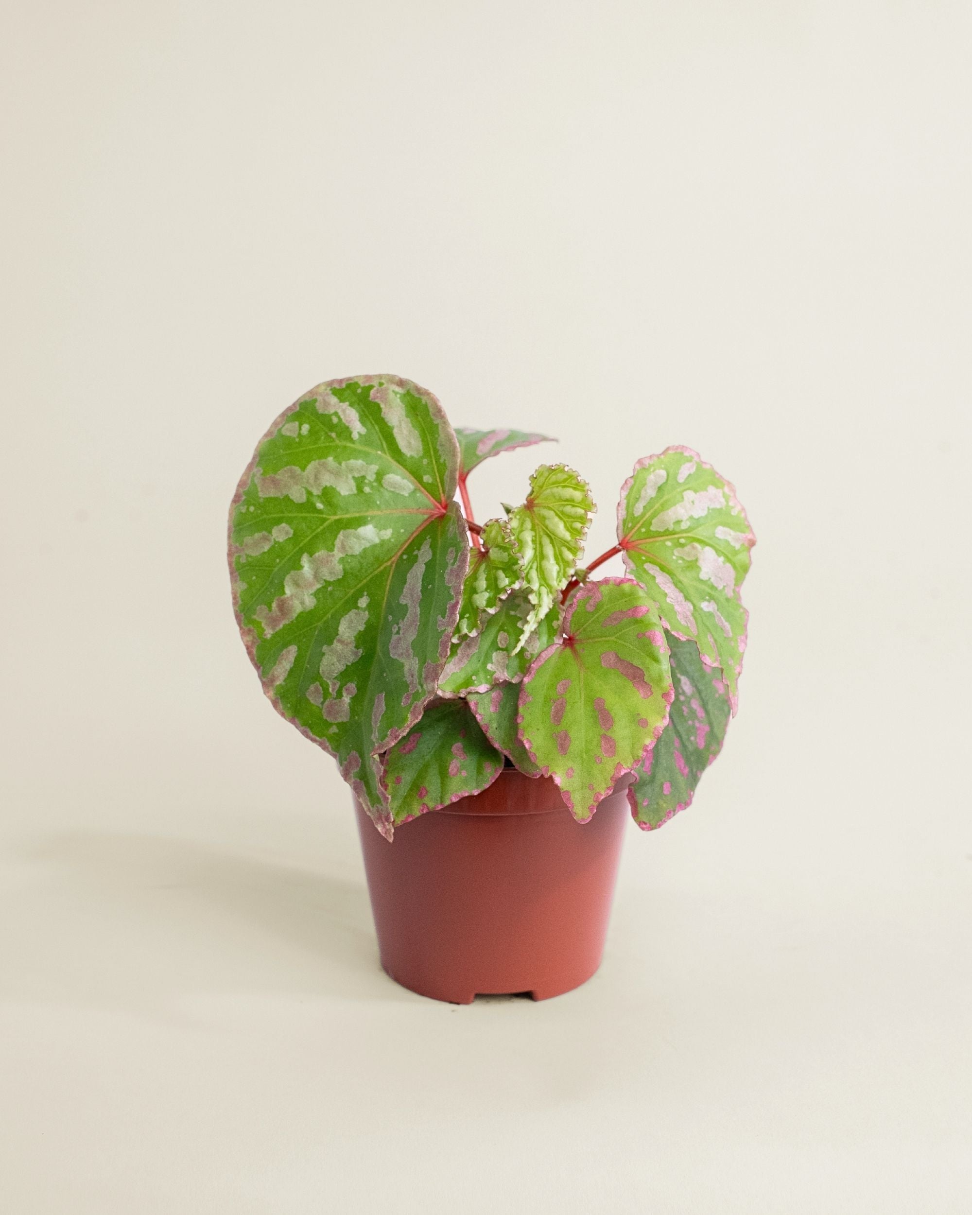 Begonia Cream Powder