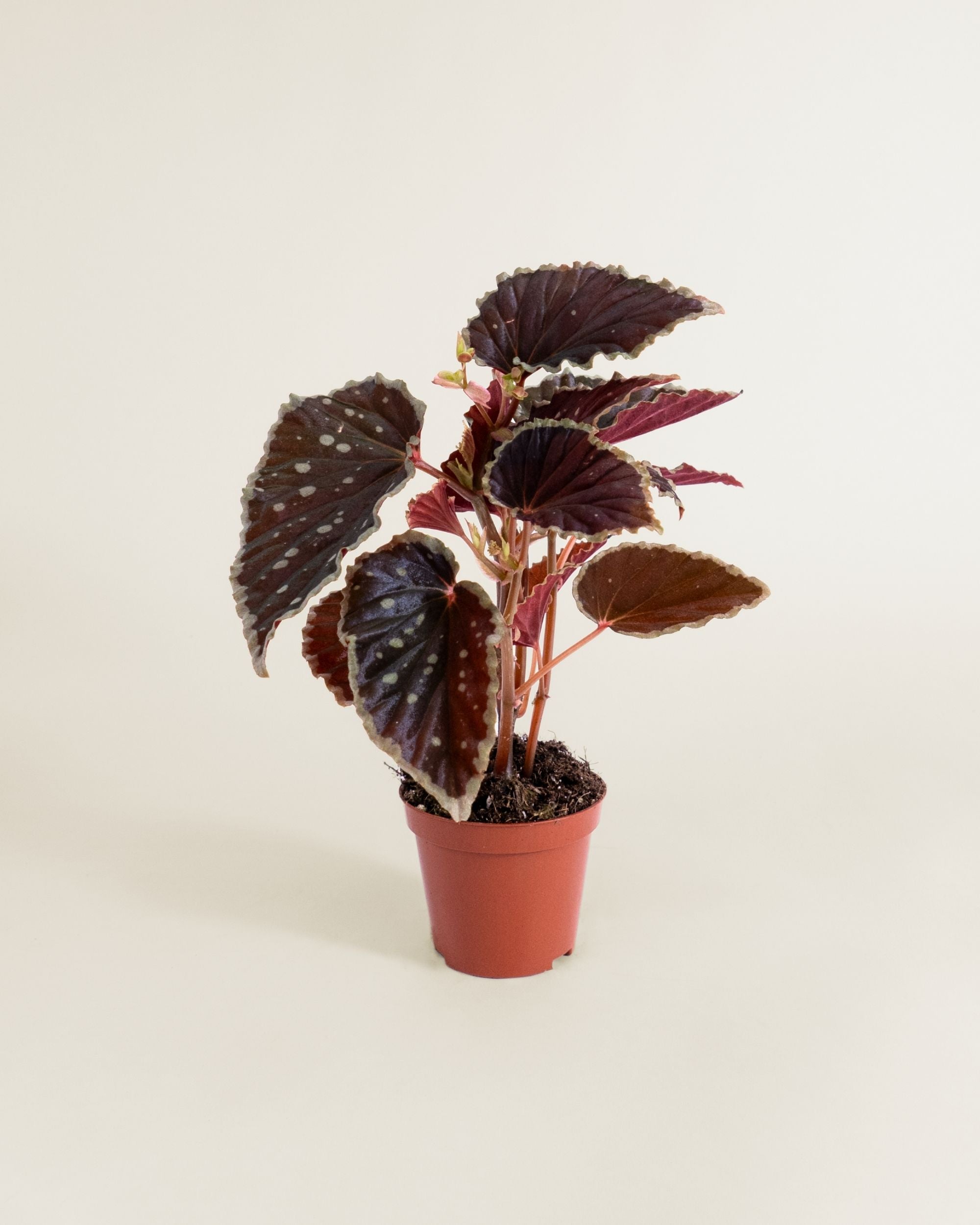 Begonia Darthvaderiana Green Spots