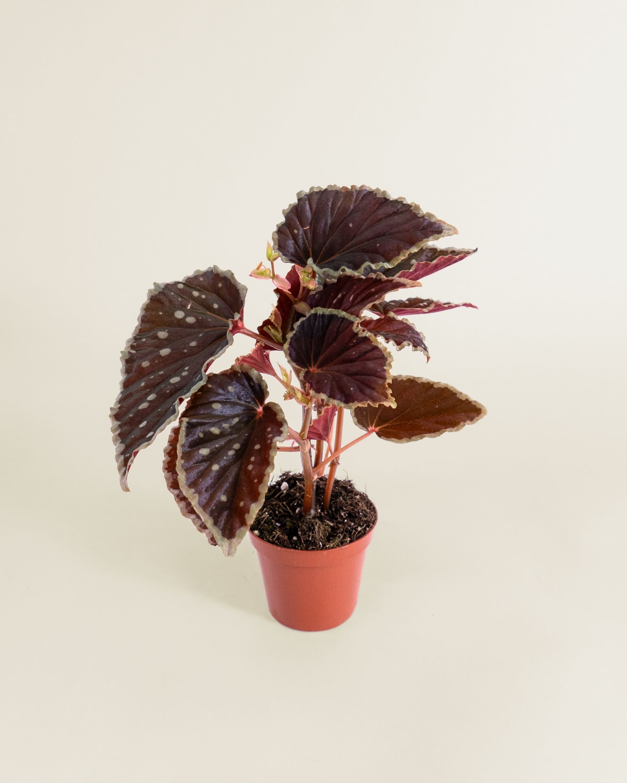Begonia Darthvaderiana Green Spots