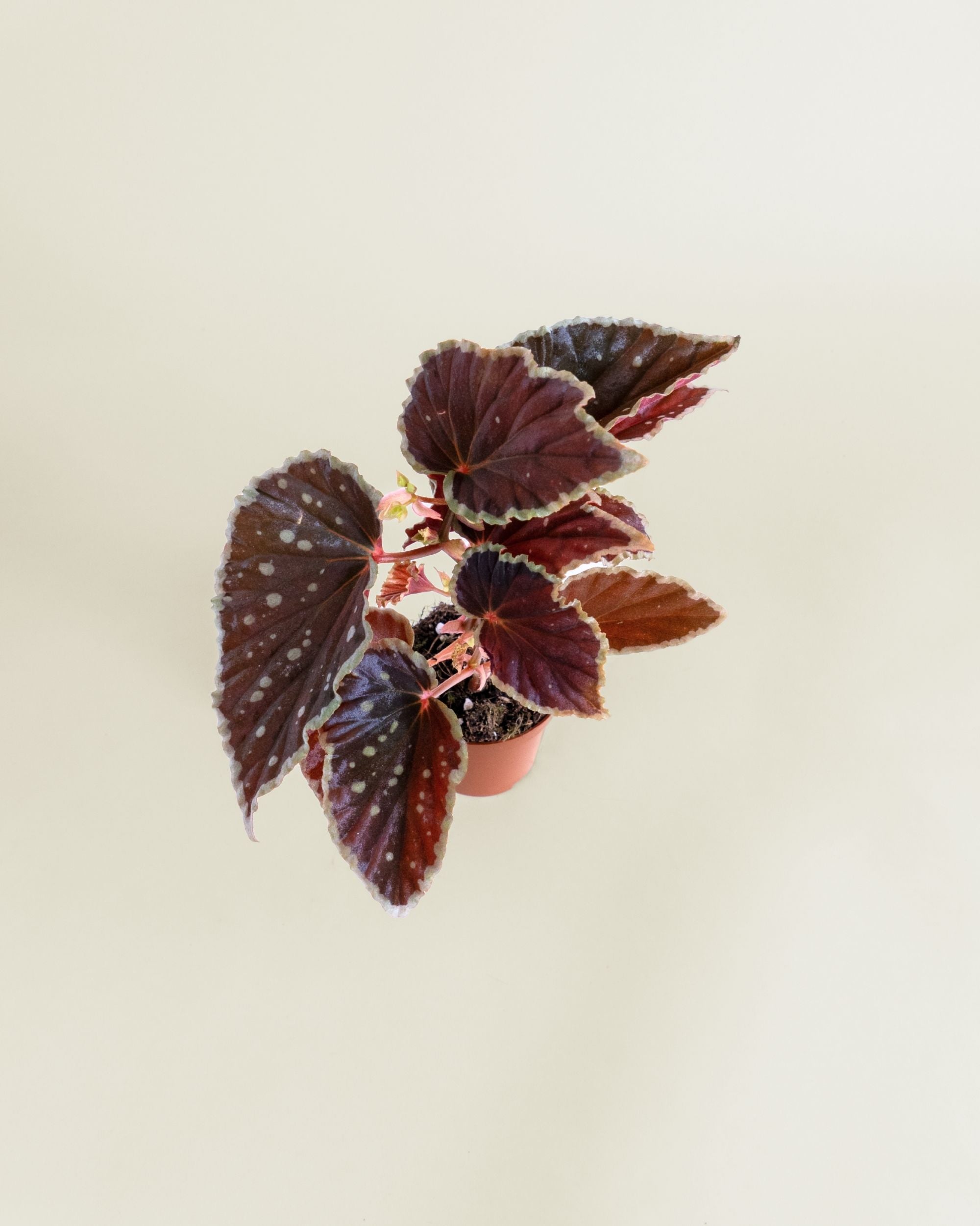 Begonia Darthvaderiana Green Spots