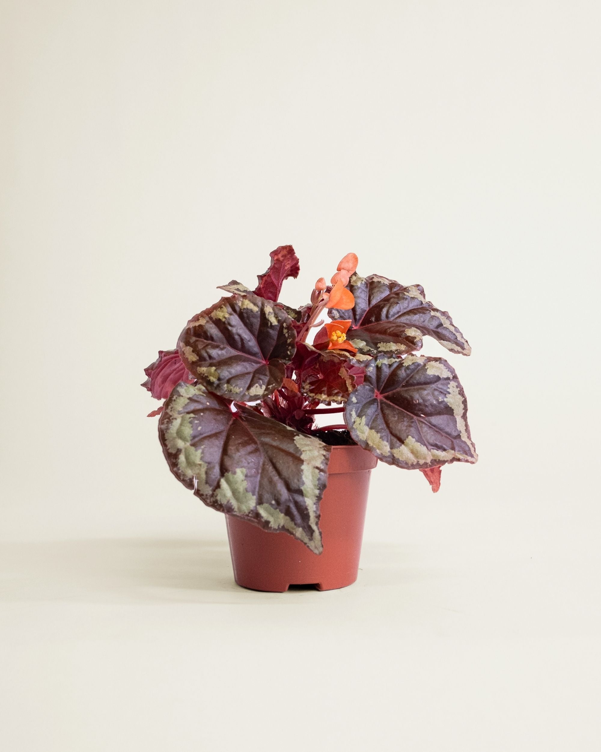 Begonia Ignita