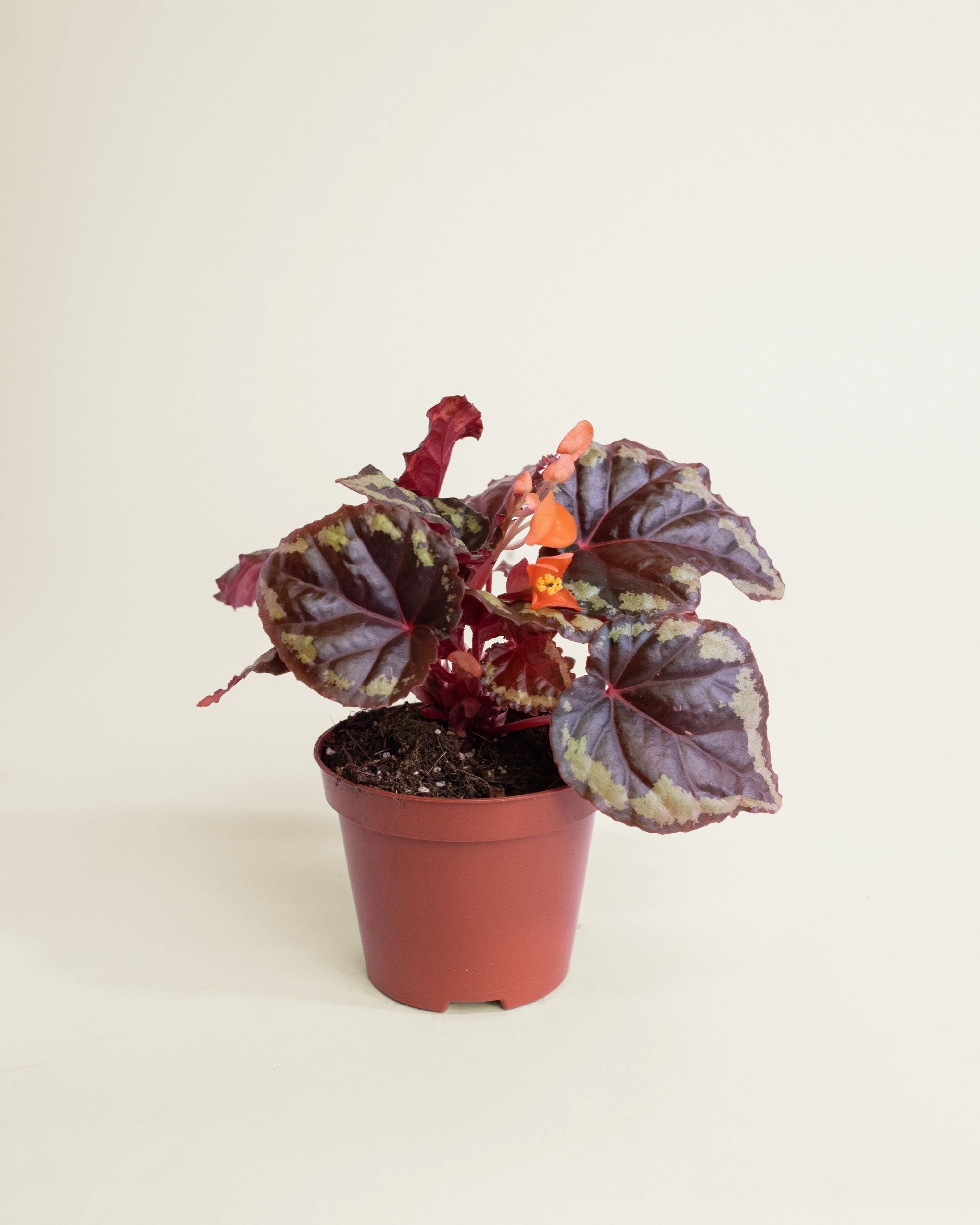 Begonia Ignita