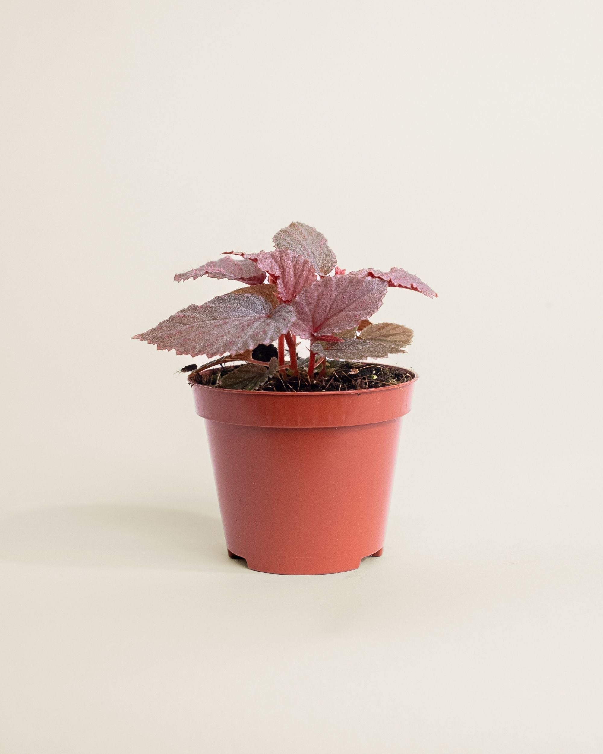 Begonia Lamriana Silver