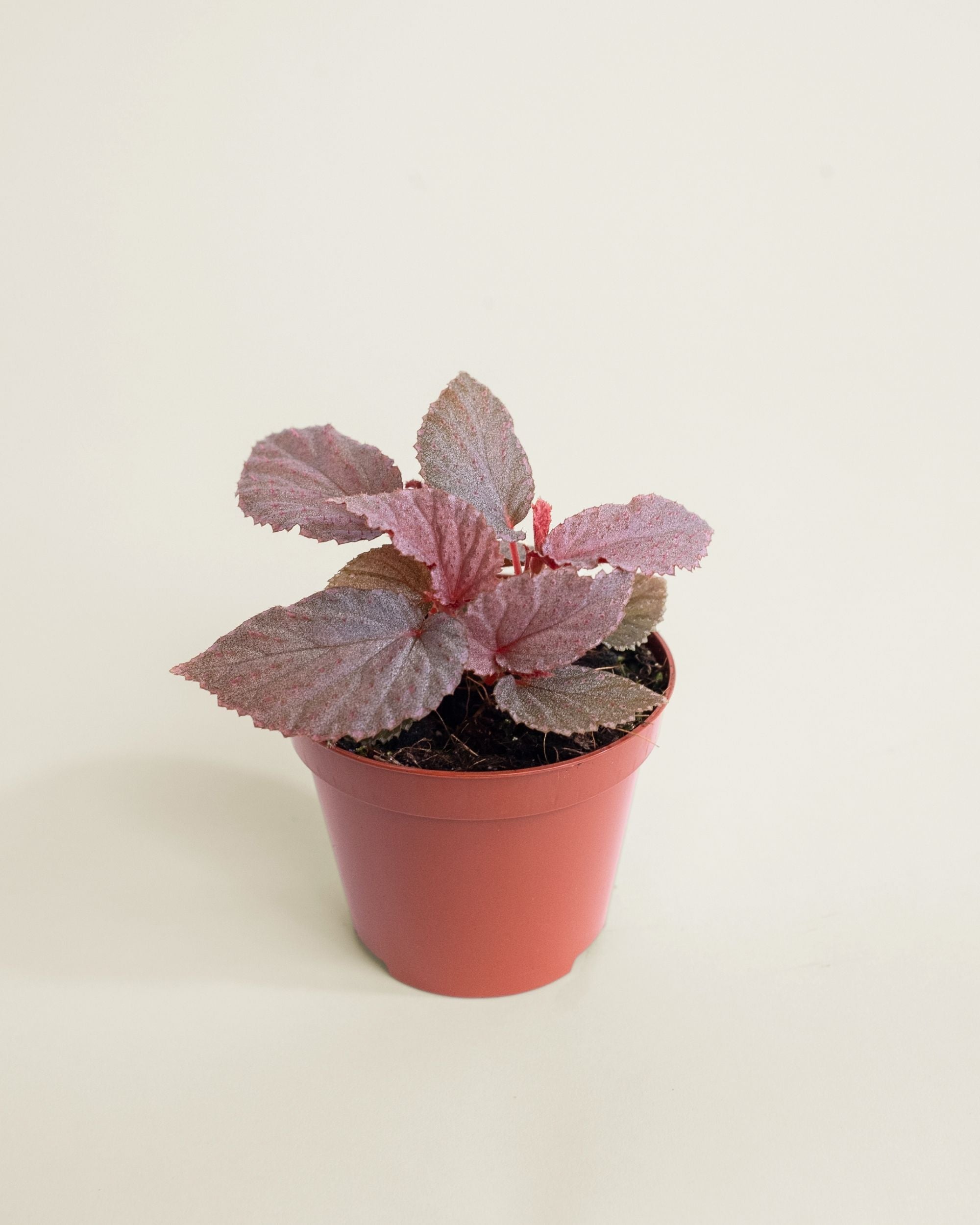Begonia Lamriana Silver