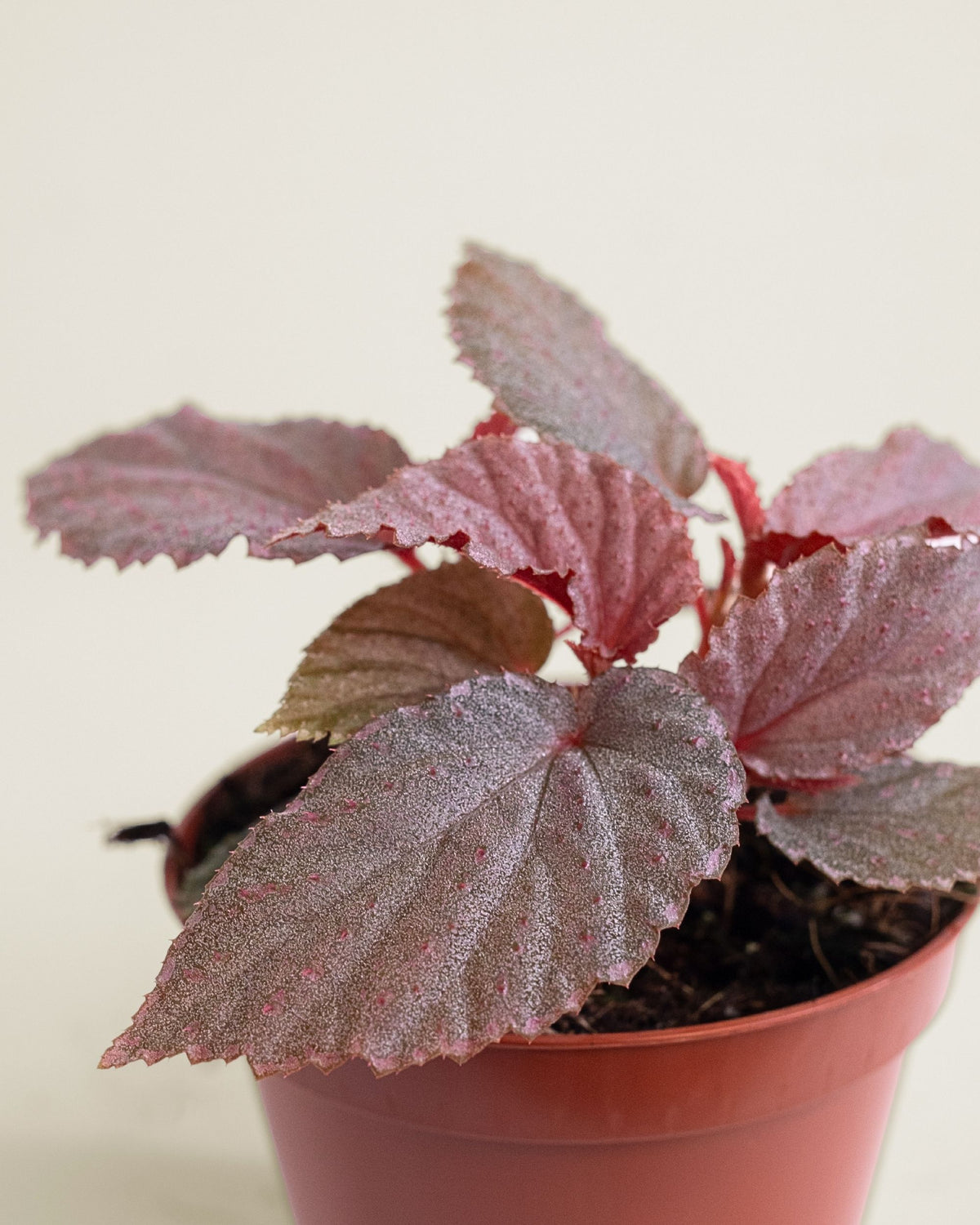 Begonia Lamriana Silver