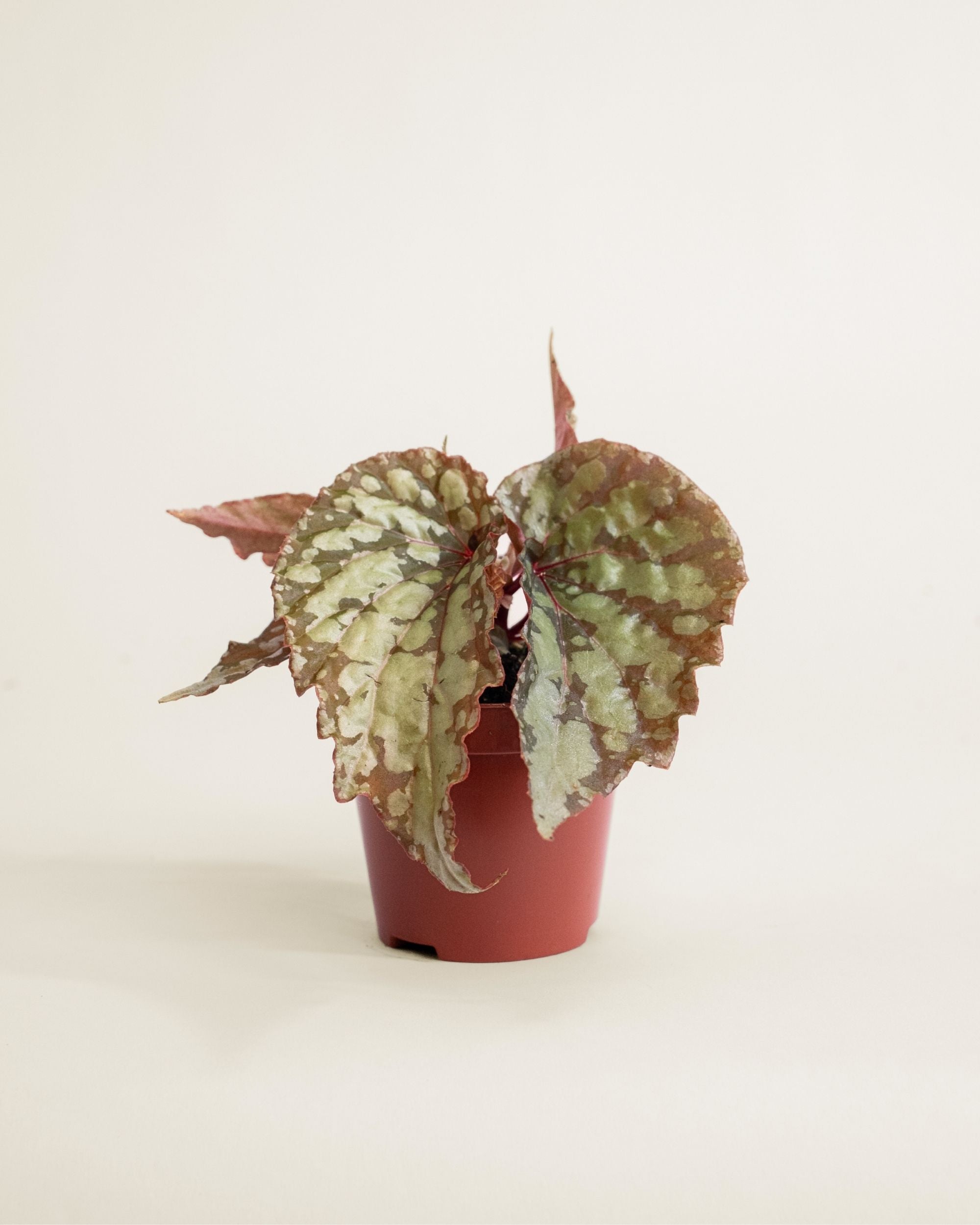 Begonia Lucifer