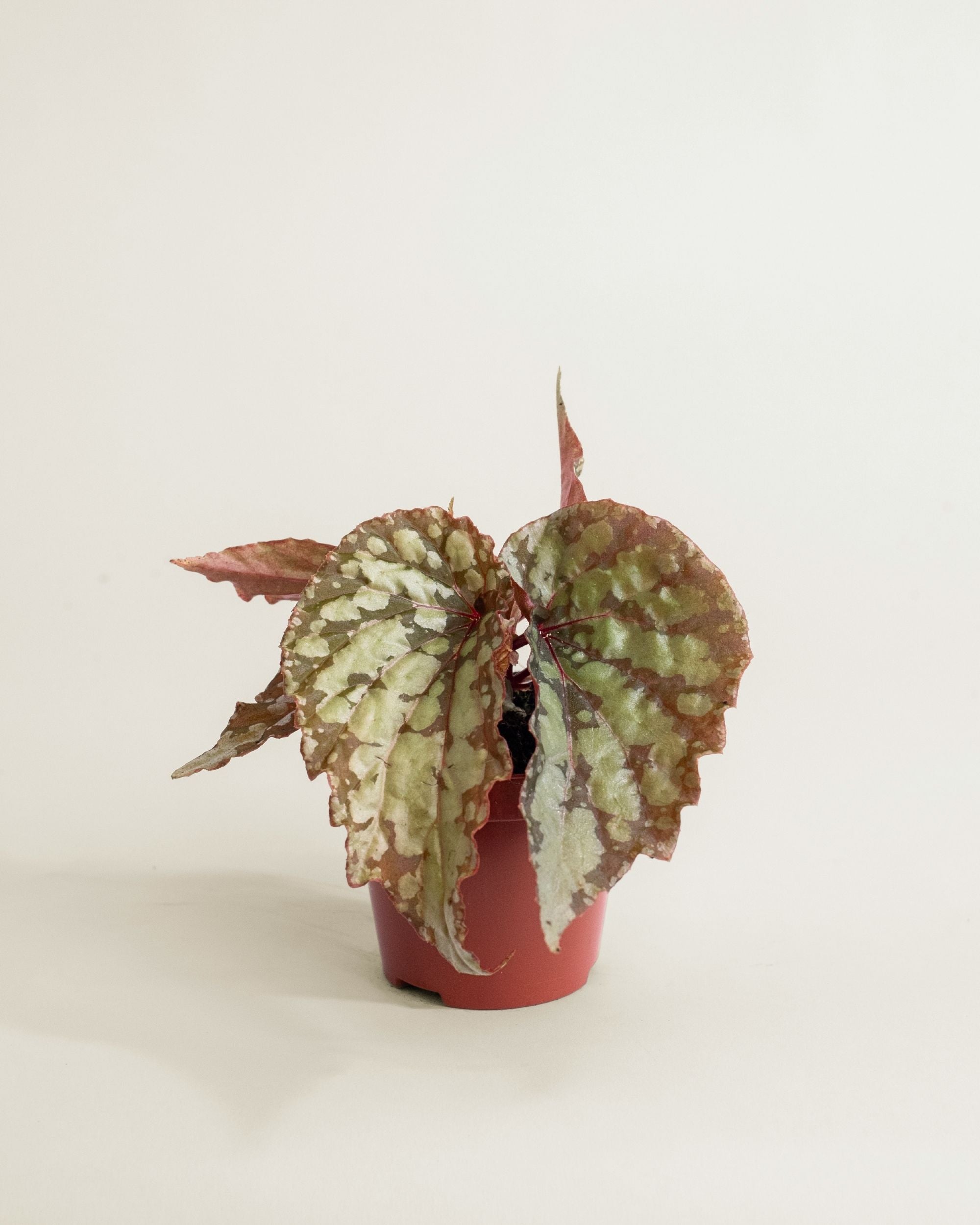 Begonia Lucifer