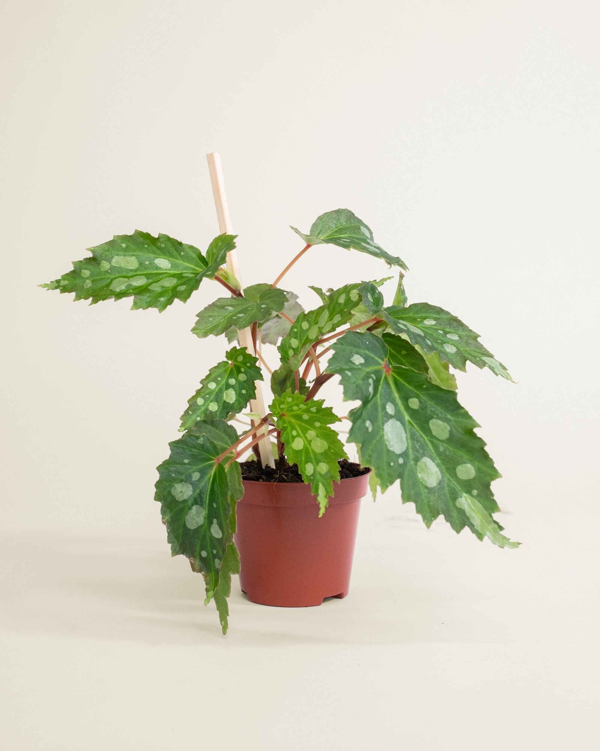 Begonia Mantuk