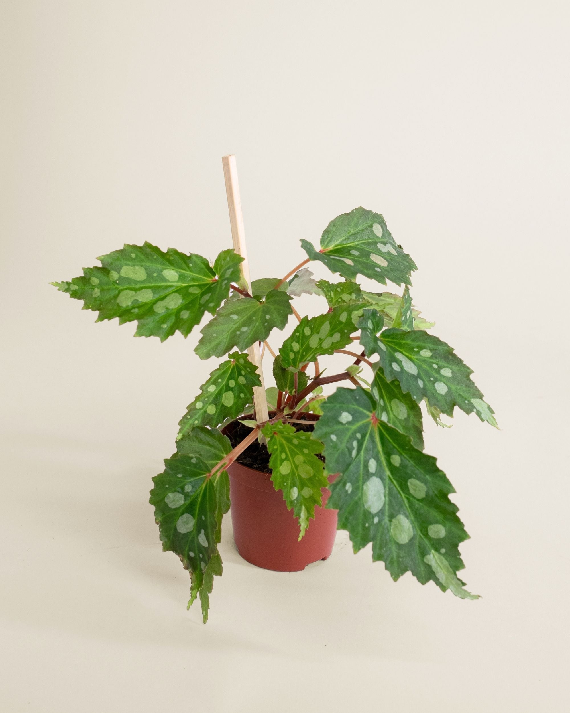 Begonia Mantuk
