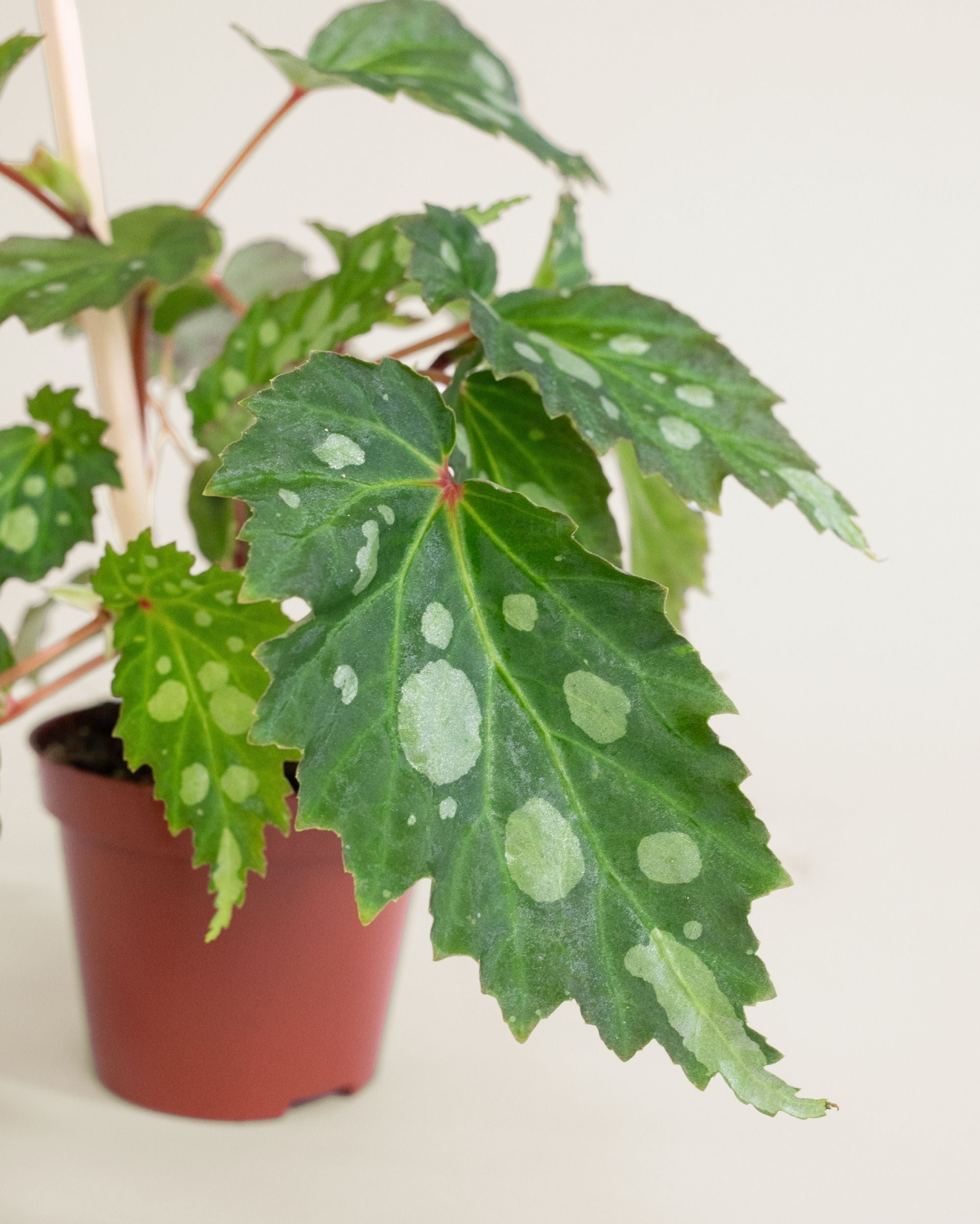 Begonia Mantuk