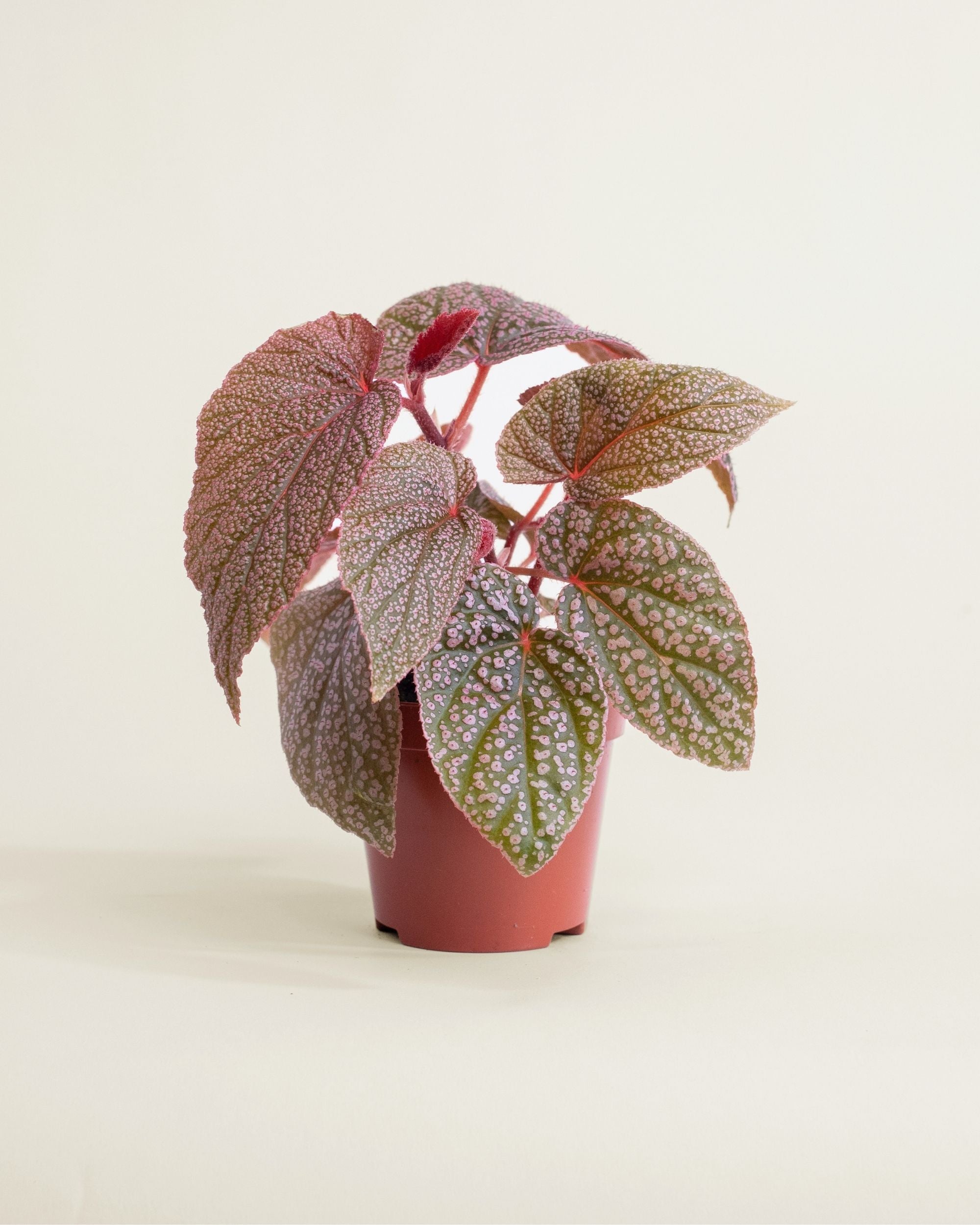 Begonia Morris