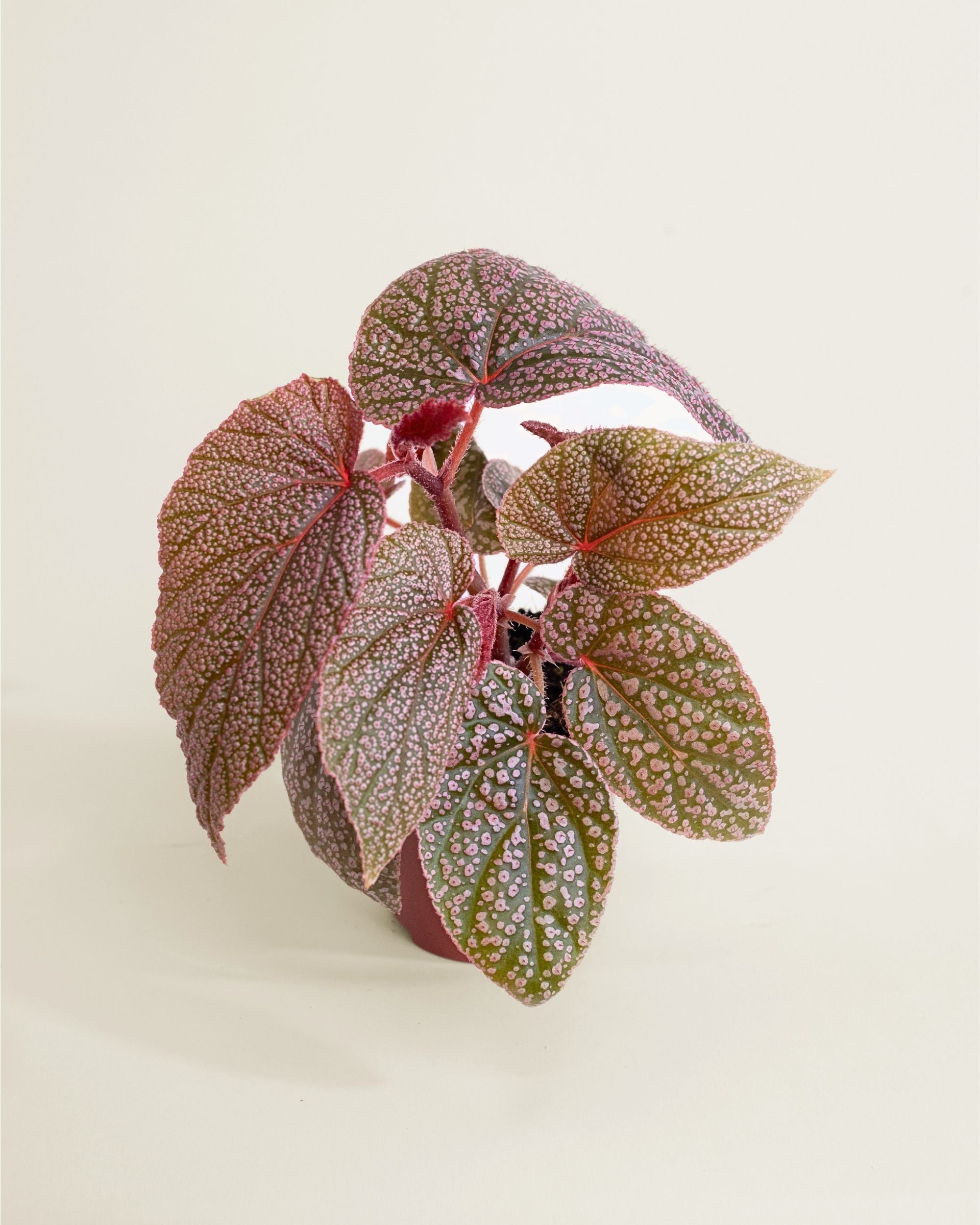 Begonia Morris